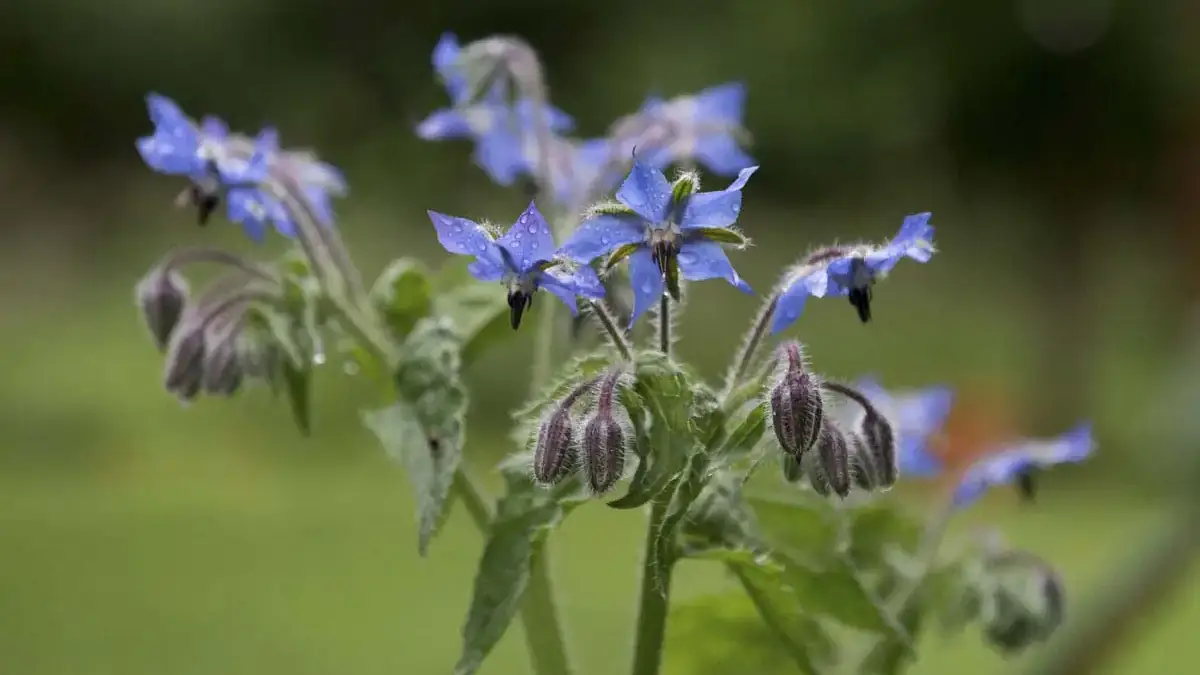 Landscapes and Gardens photos