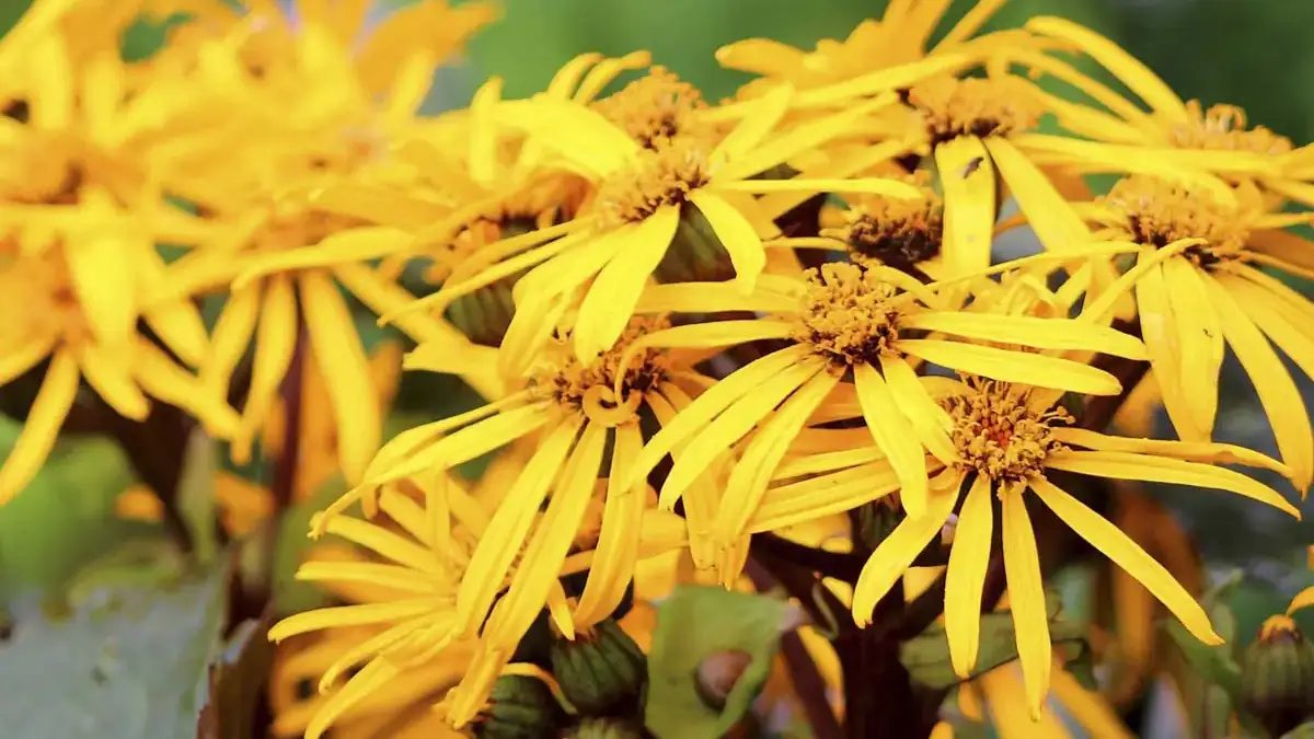 A variety of perennials from African daisies to yarrow