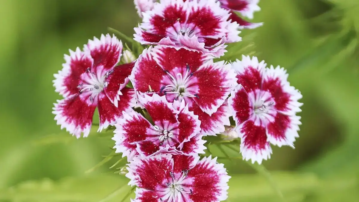 A variety of perennials from African daisies to yarrow
