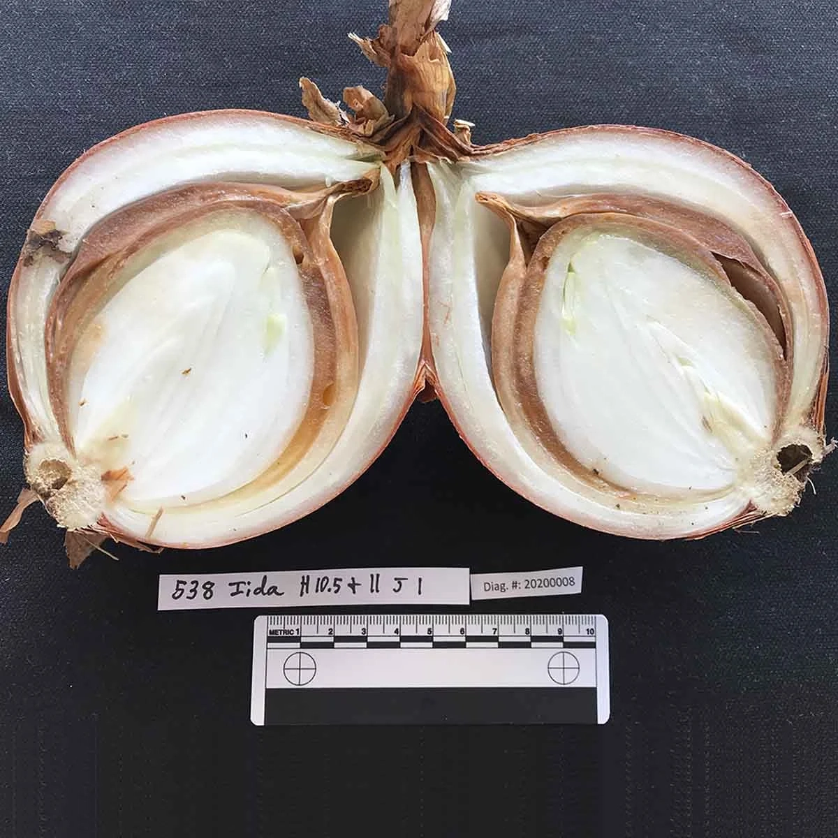 A variety of onion diseases photos