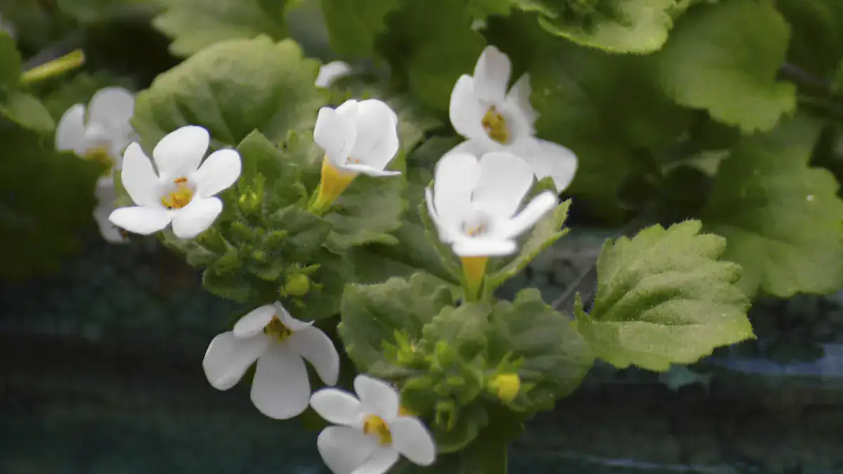 Herbaceous plants that are typically annuals