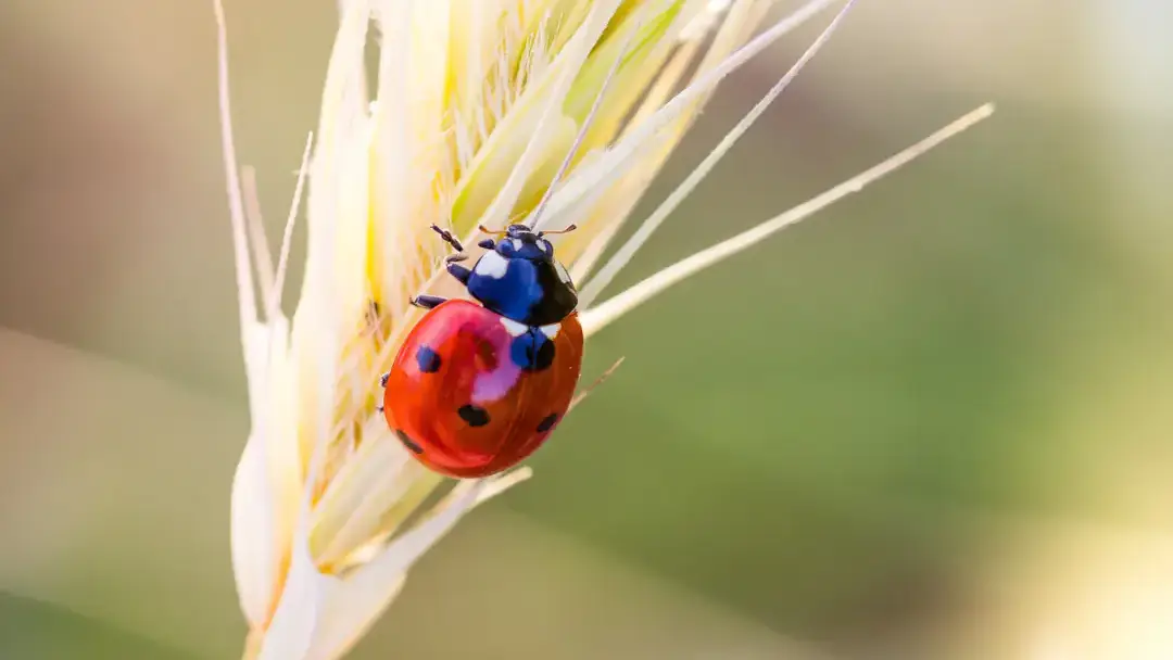 Beneficial and pest insects