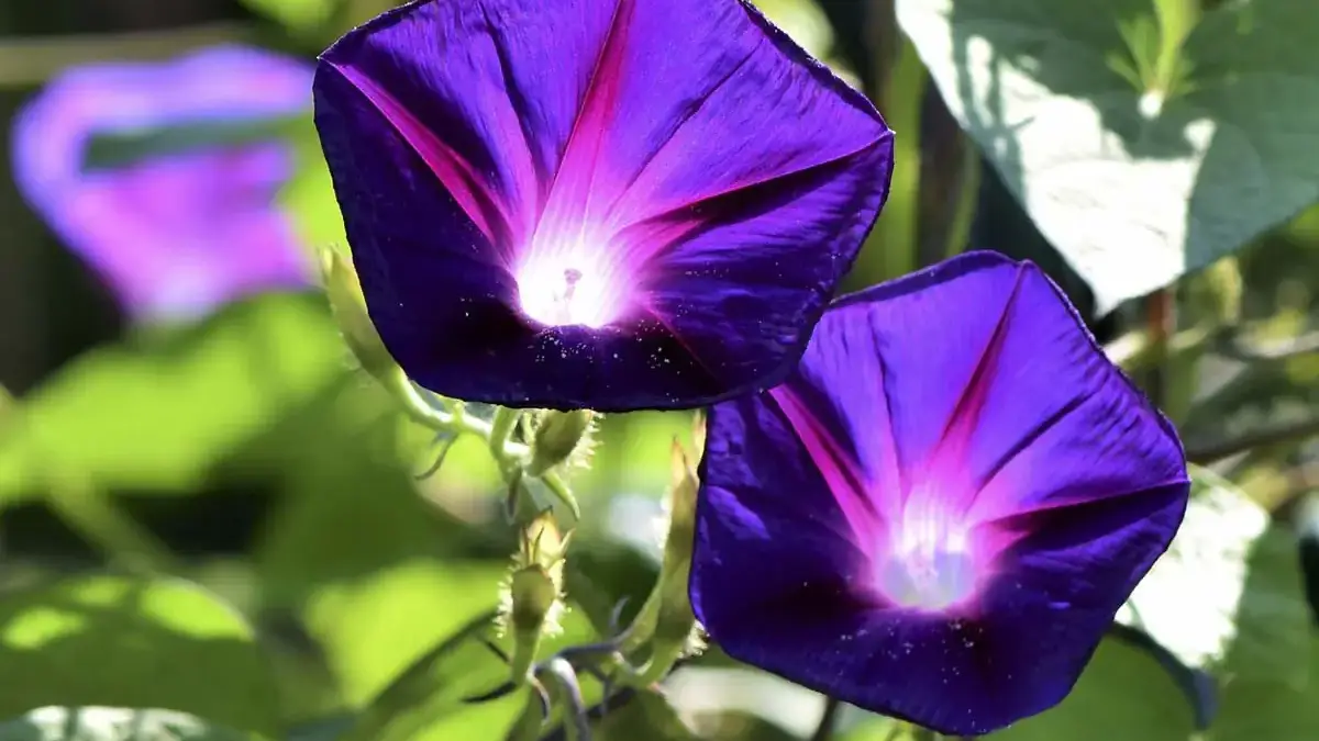 Herbaceous plants that are typically annuals