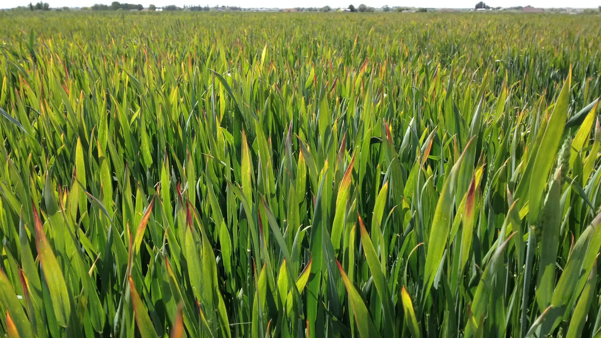 A field of green wheat with orange tips on the leaves