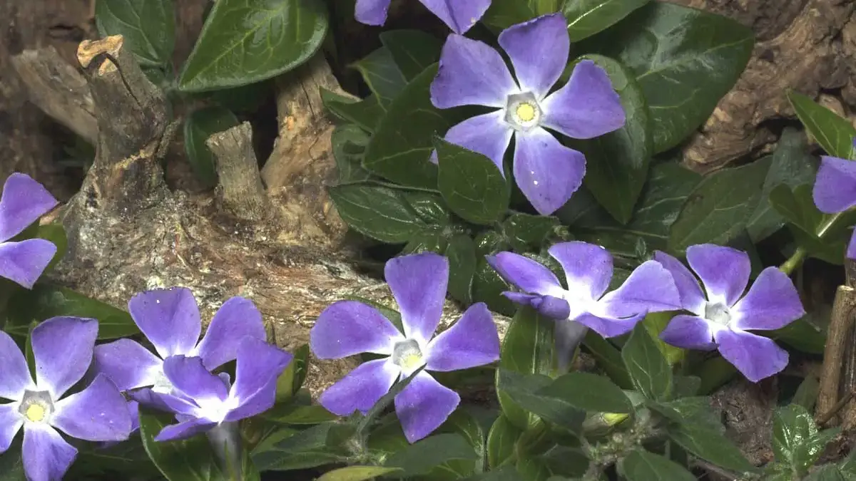 A variety of perennials from African daisies to yarrow