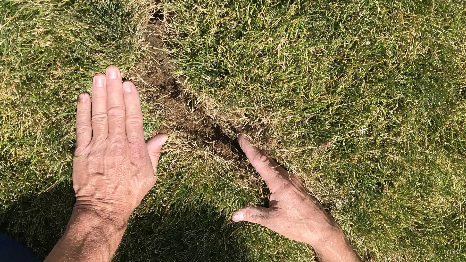 Vole damage through a lawn