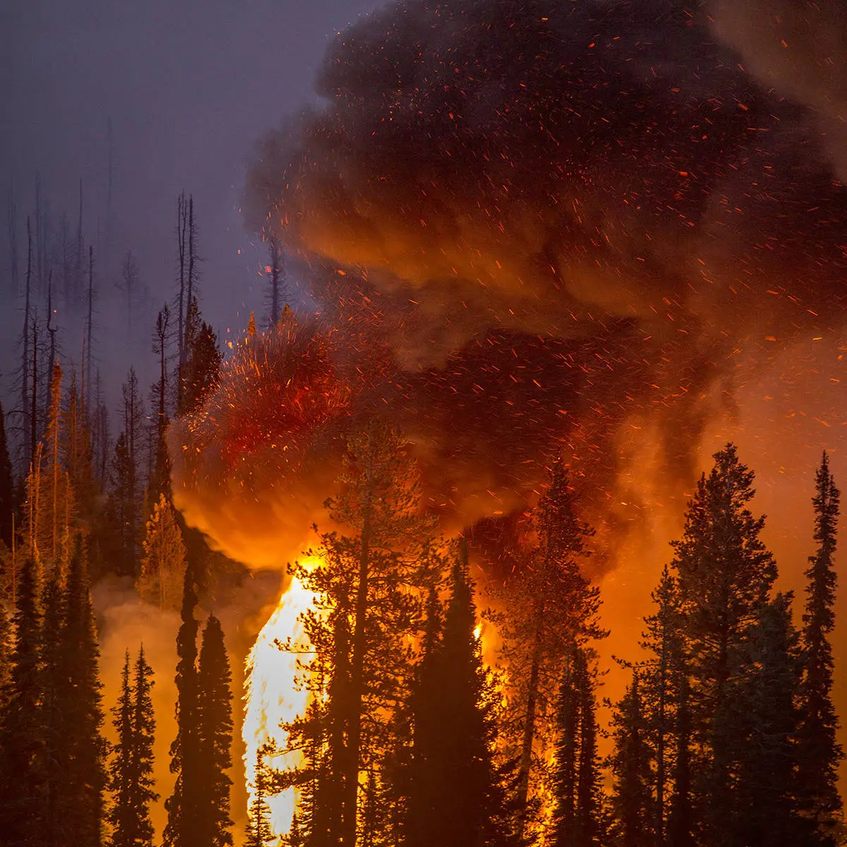 A forest fire at night. 