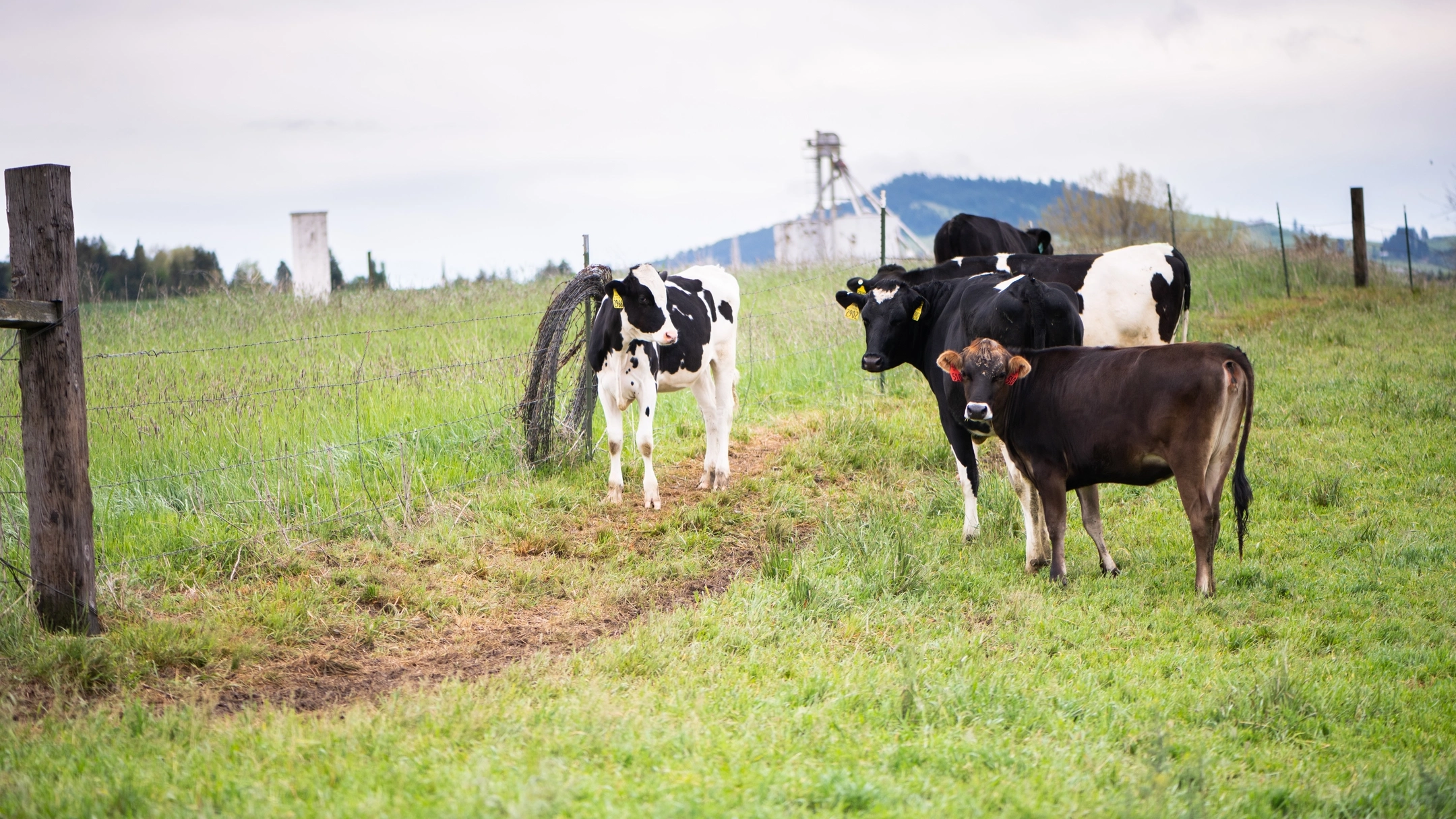 World Milk day feature at the College of Agricultural and Life Sciences Dairy CenterResearch and Extension Center photos