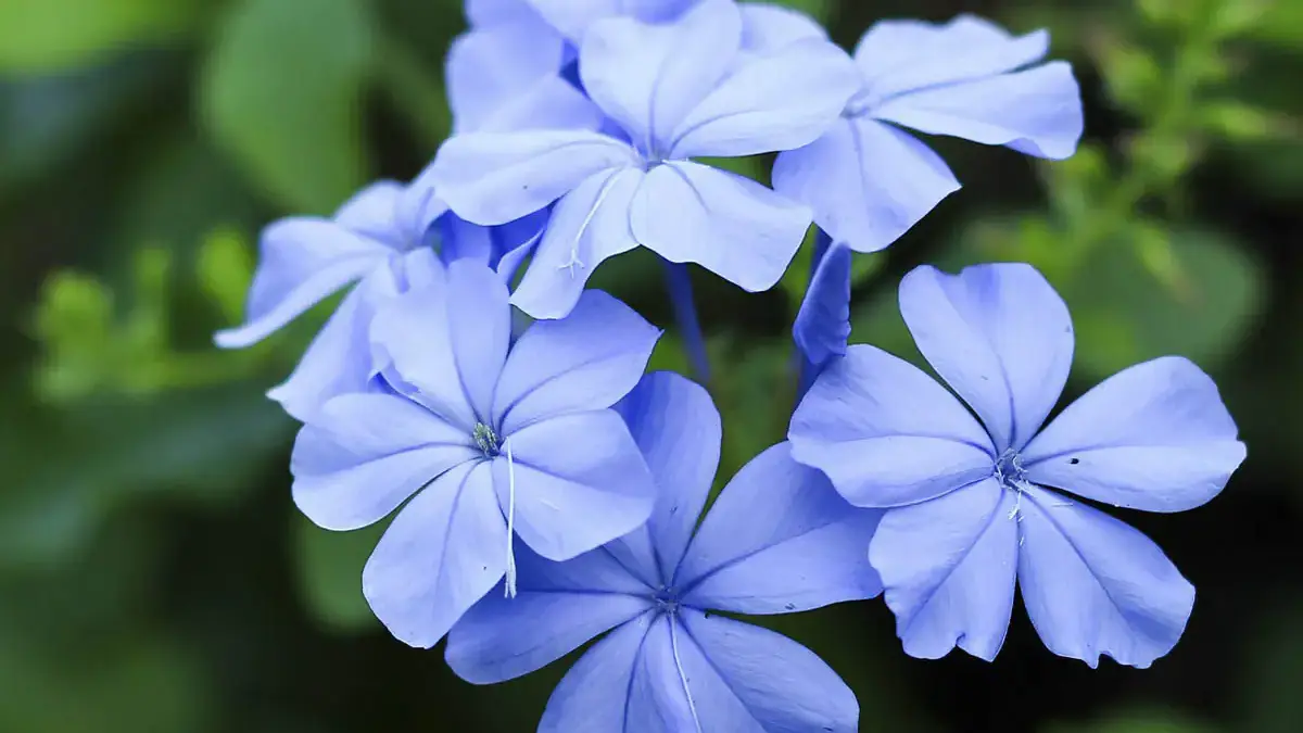 A variety of perennials from African daisies to yarrow