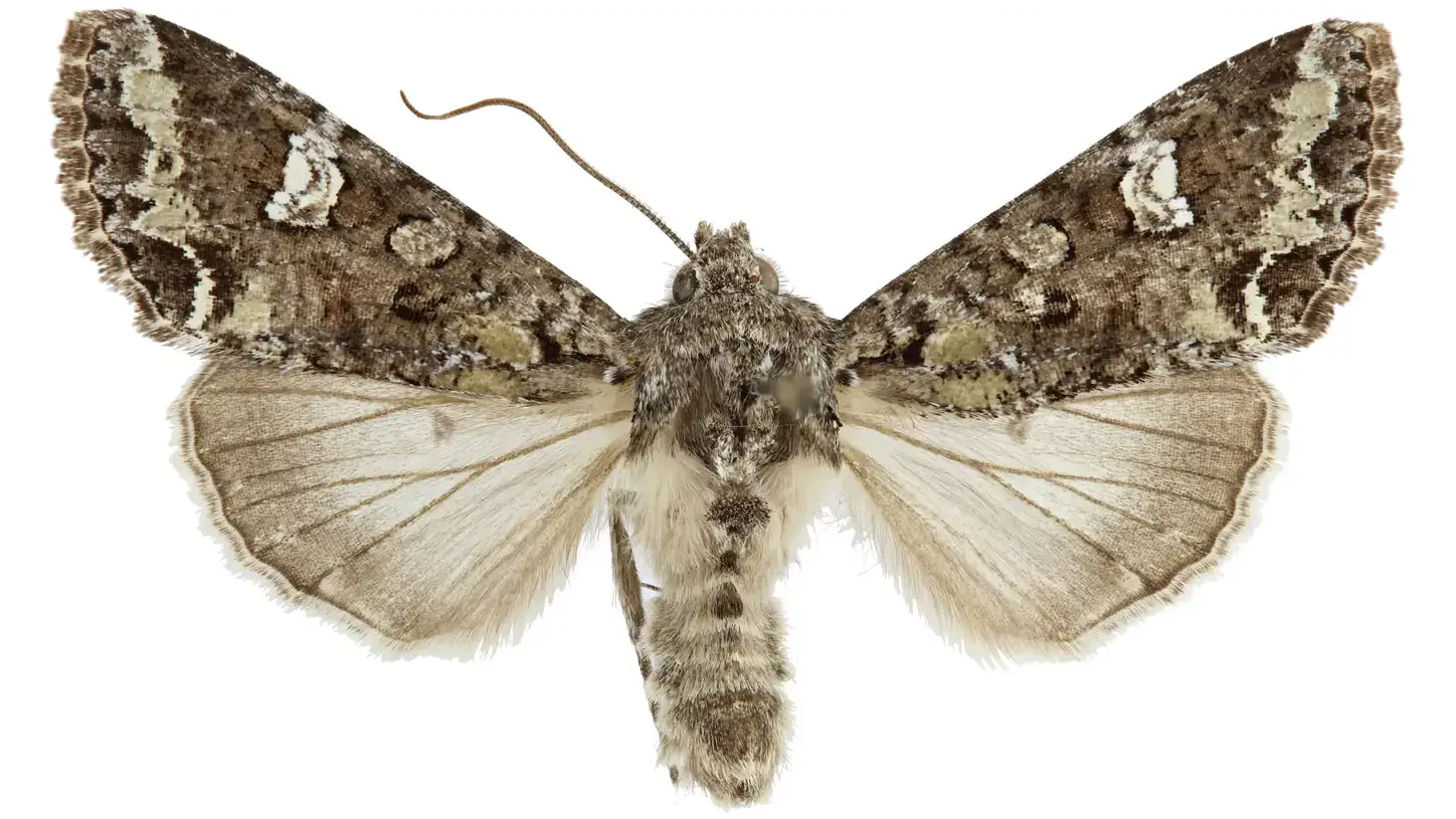 Grey and white moth.