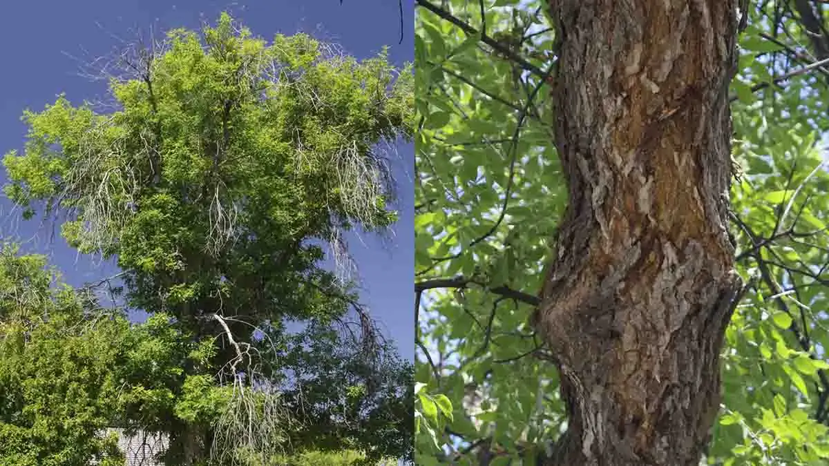Lilac-Ash Borer damage on ash tree