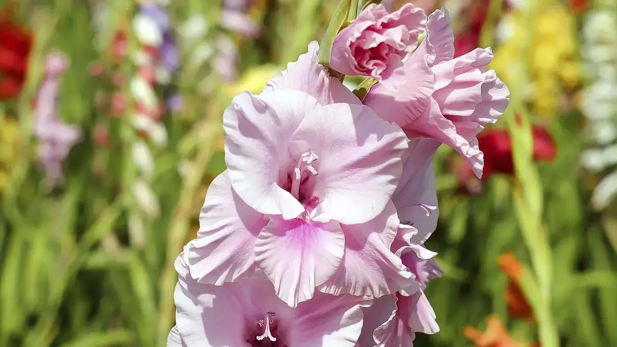 A variety of perennials from African daisies to yarrow