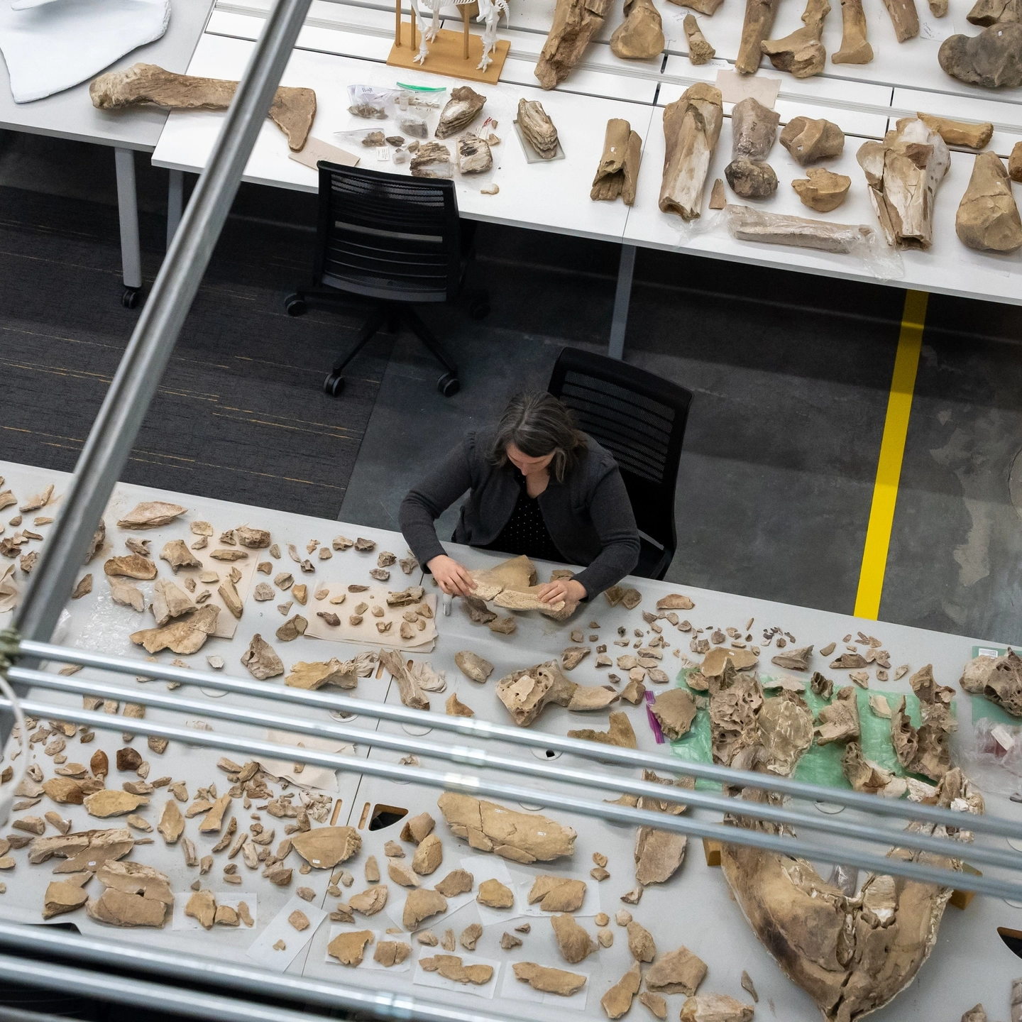 Department of Earth and Spatial Sciences Clinical Faculty Renee Love researching mammoth bones in the Integrated Research and Innovation Center.