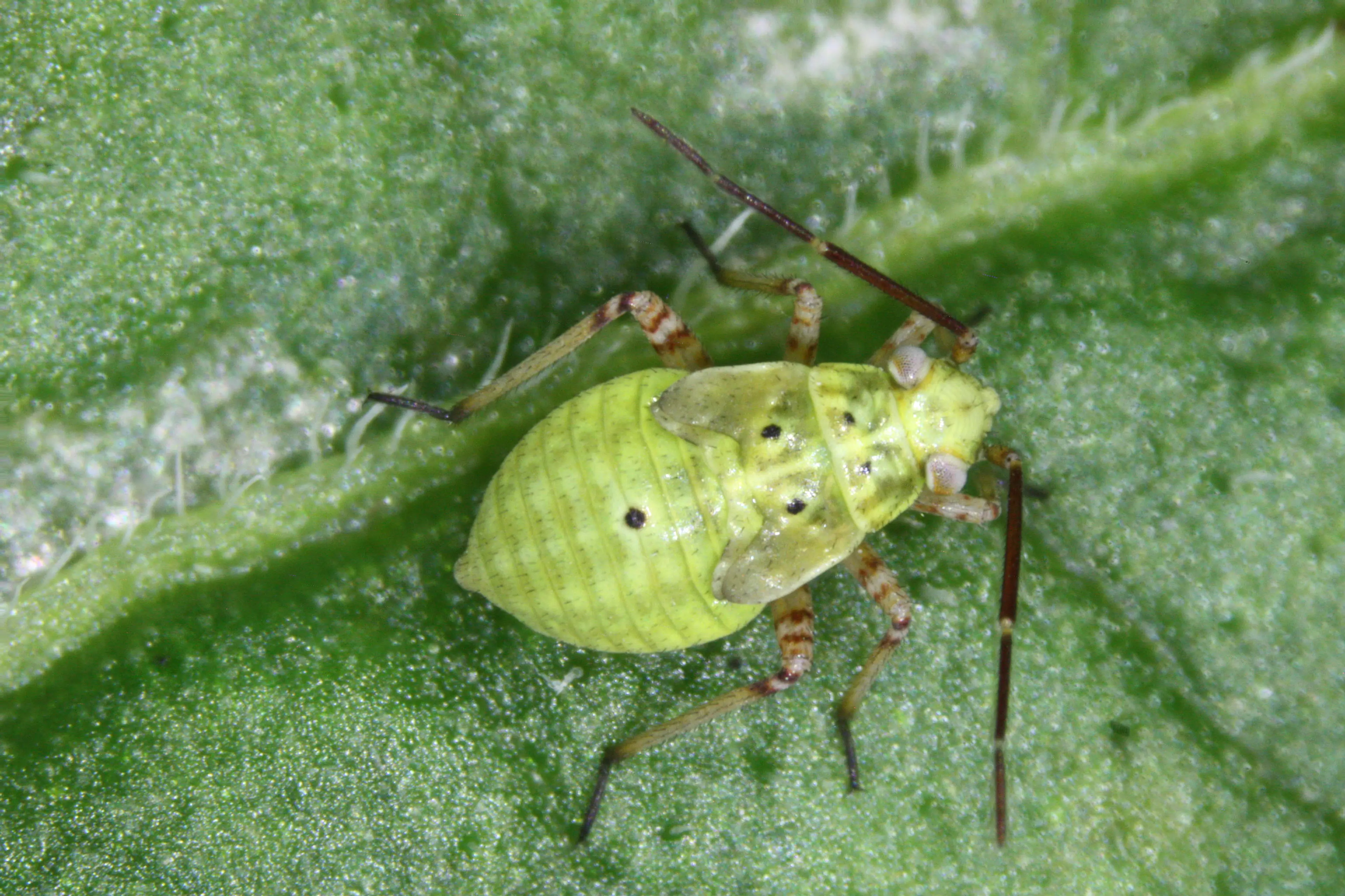 Lygus nymph on leaf