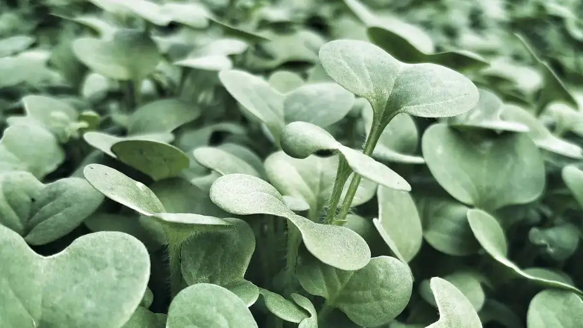 Landscapes and Gardens photos