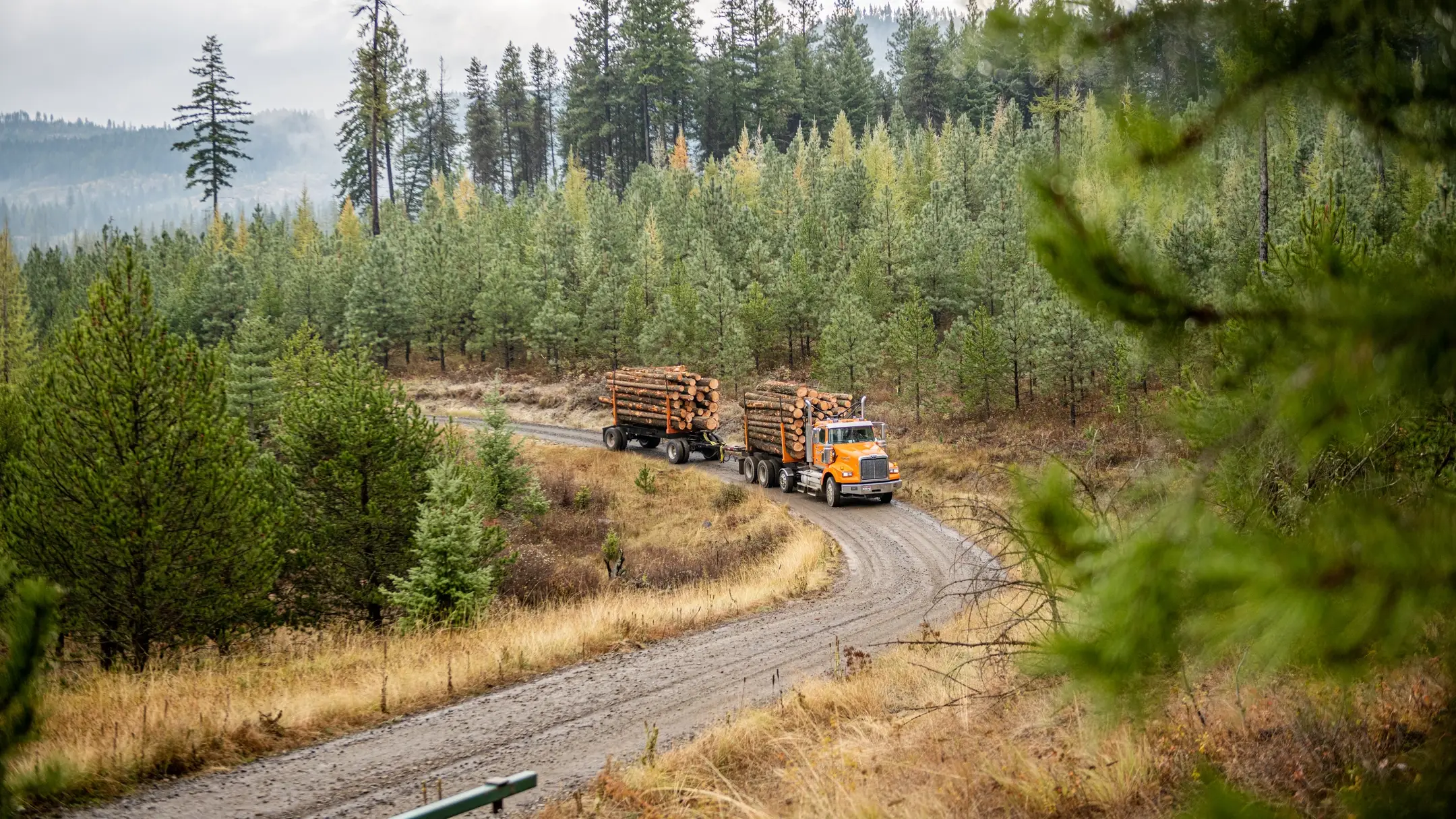 Logging truck hauling a couple trailers full of logs.