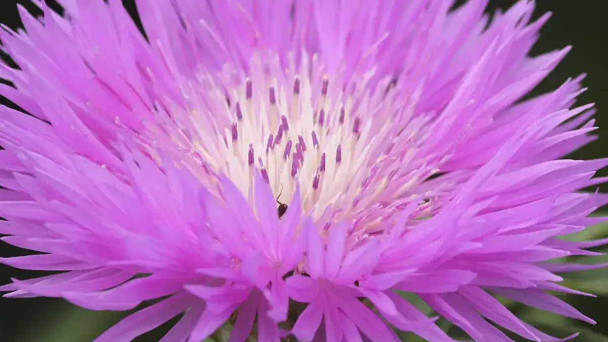 Herbaceous plants that are typically annuals