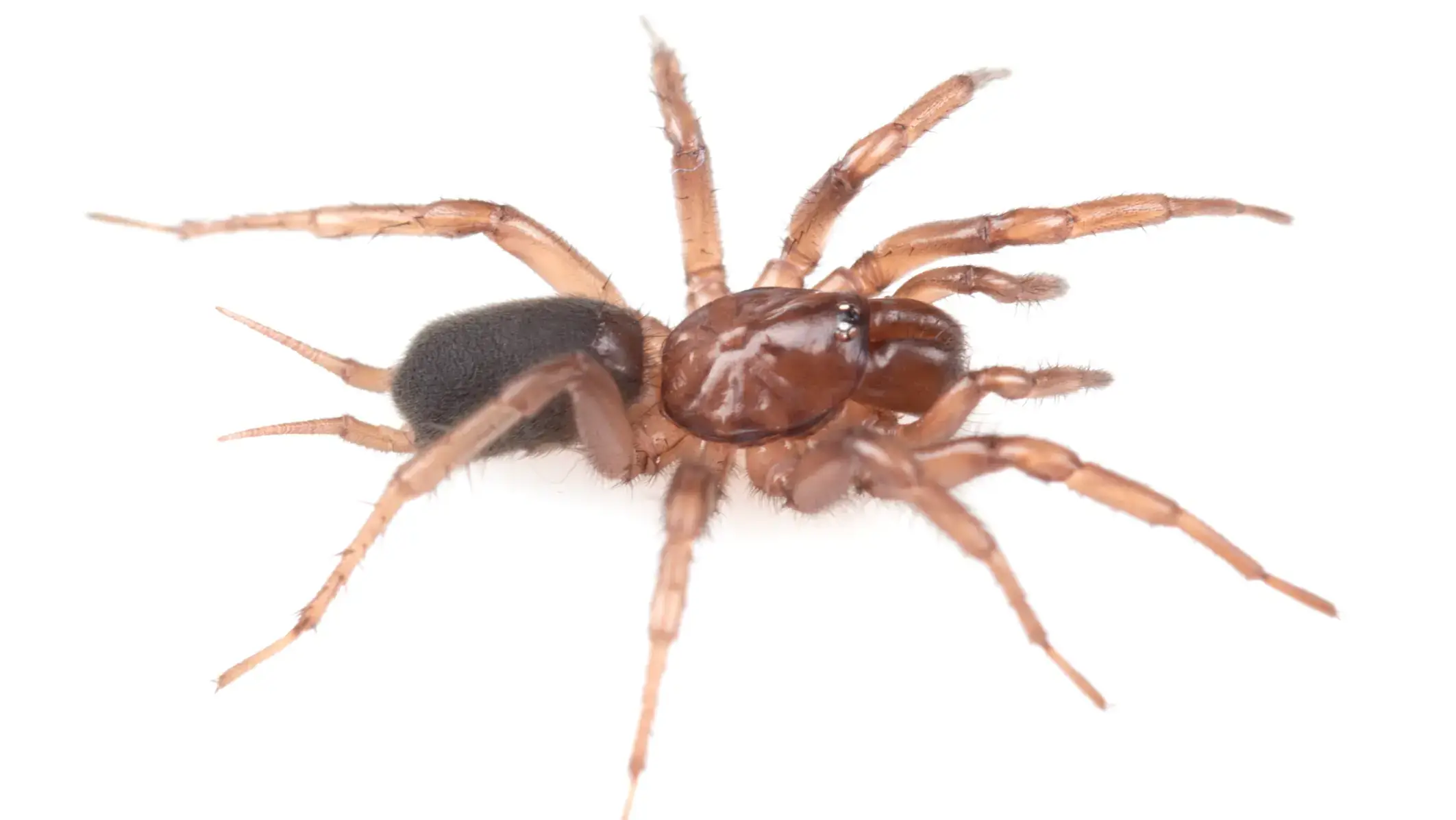Close-up of a spider with a reddish-brown body and dark abdomen on a white background.