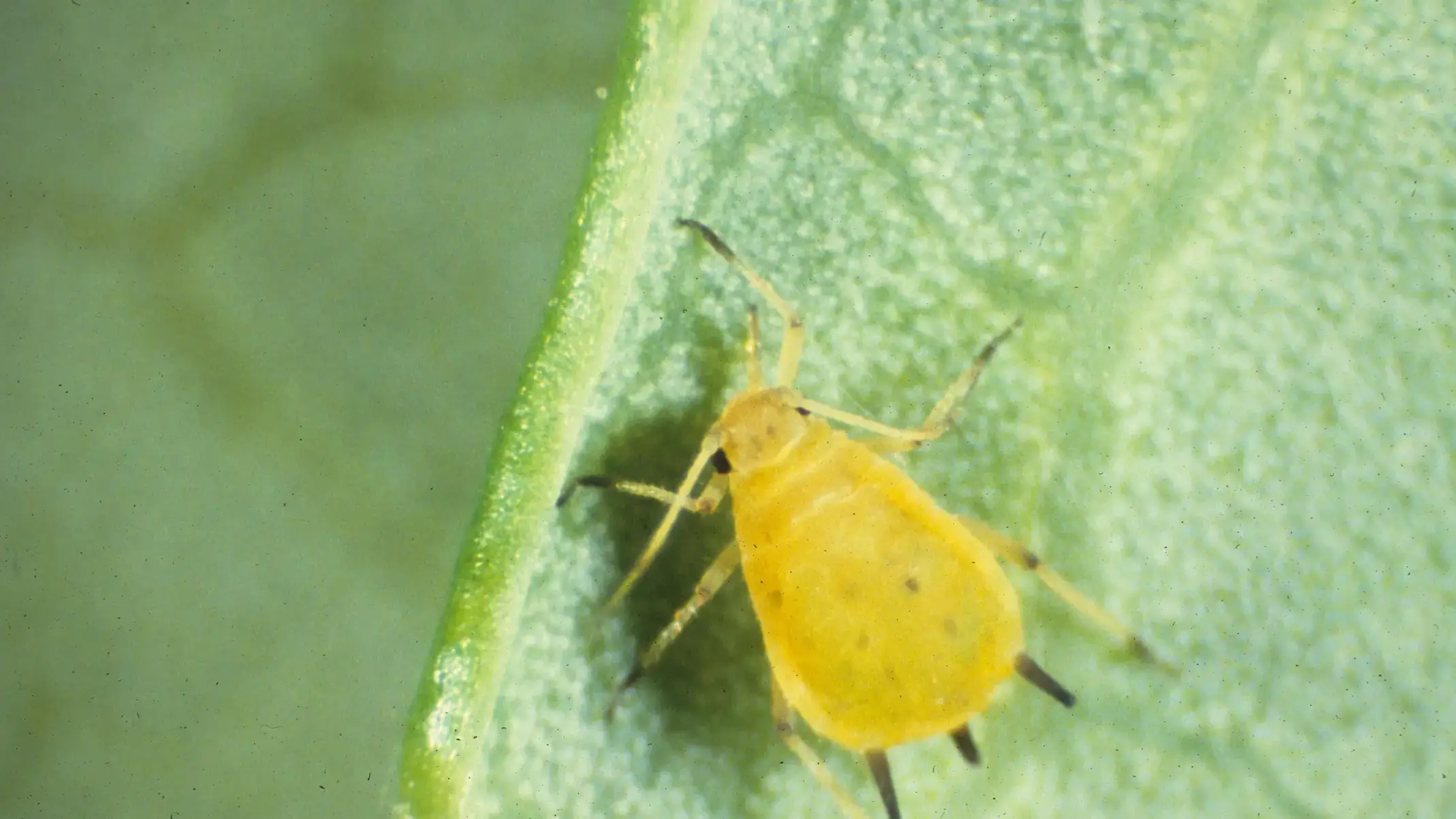 Melon/Cotton Aphid (Aphis gossypii) immature adult.