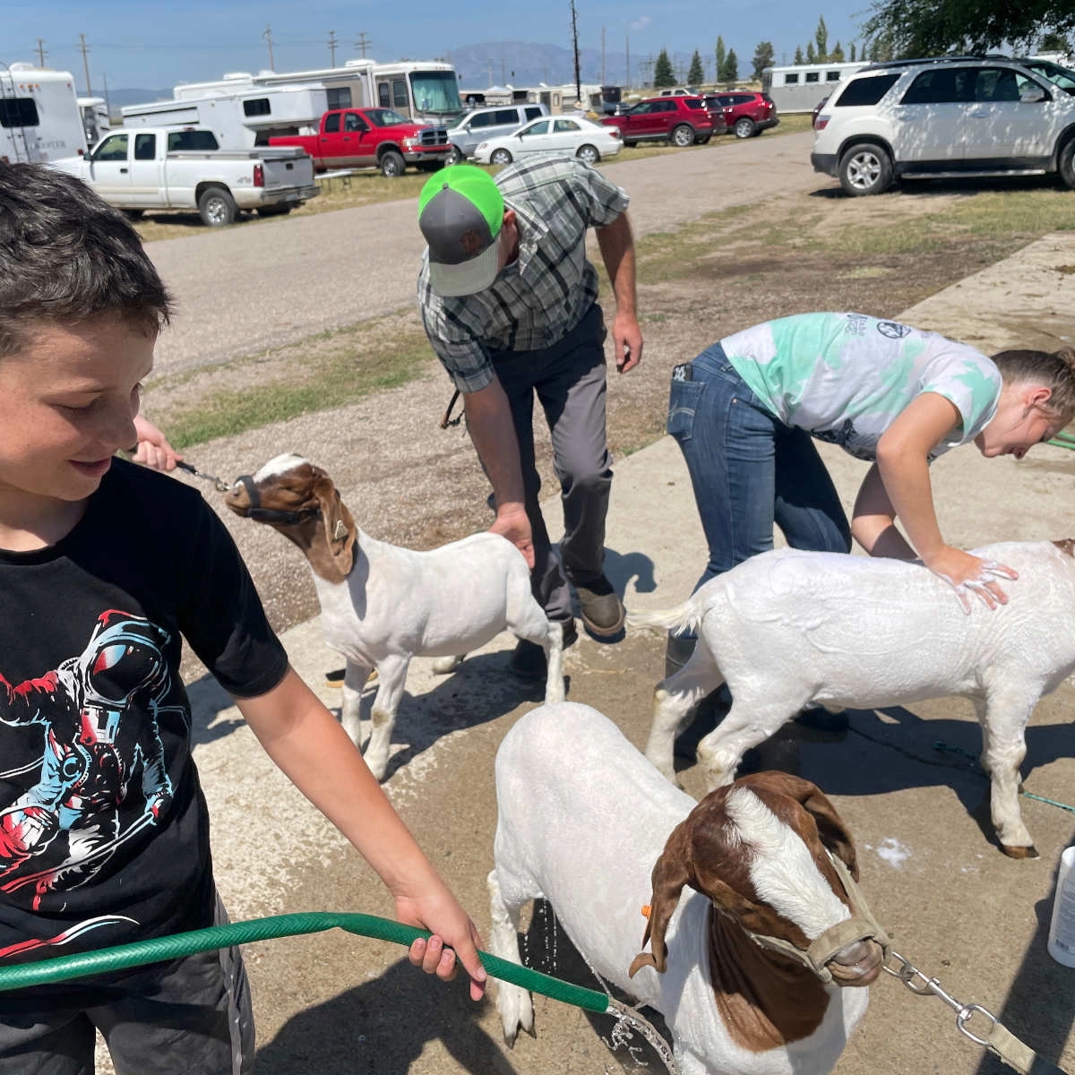A group of youth washing goats