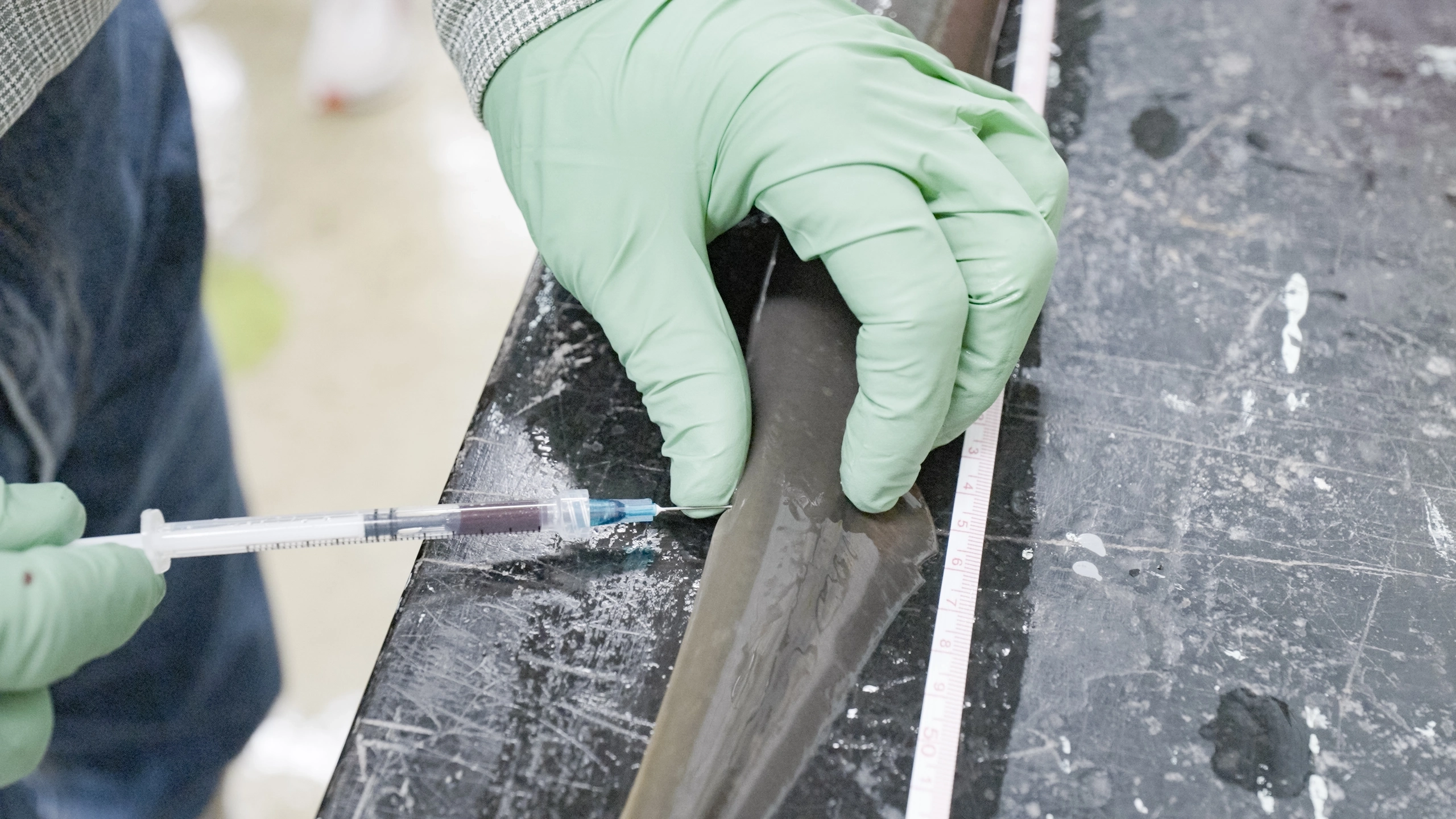 Blood being drawn from a lamprey