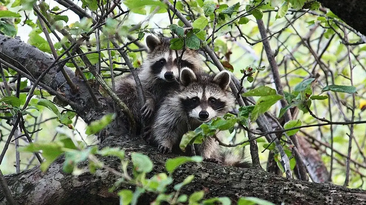Wildlife in the garden