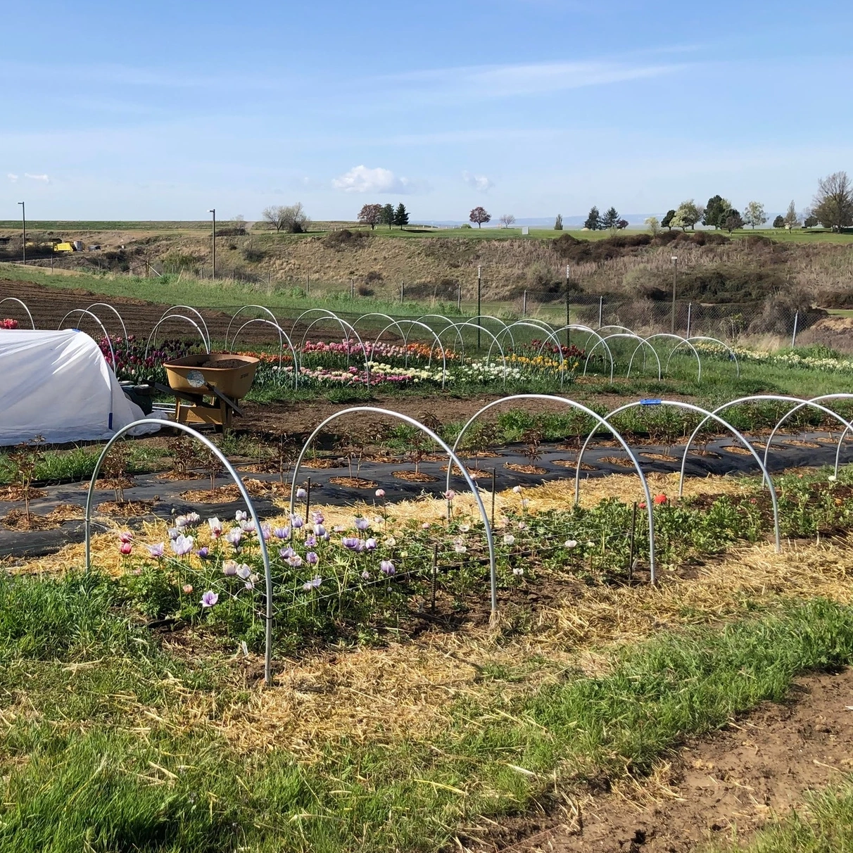 Garden rows