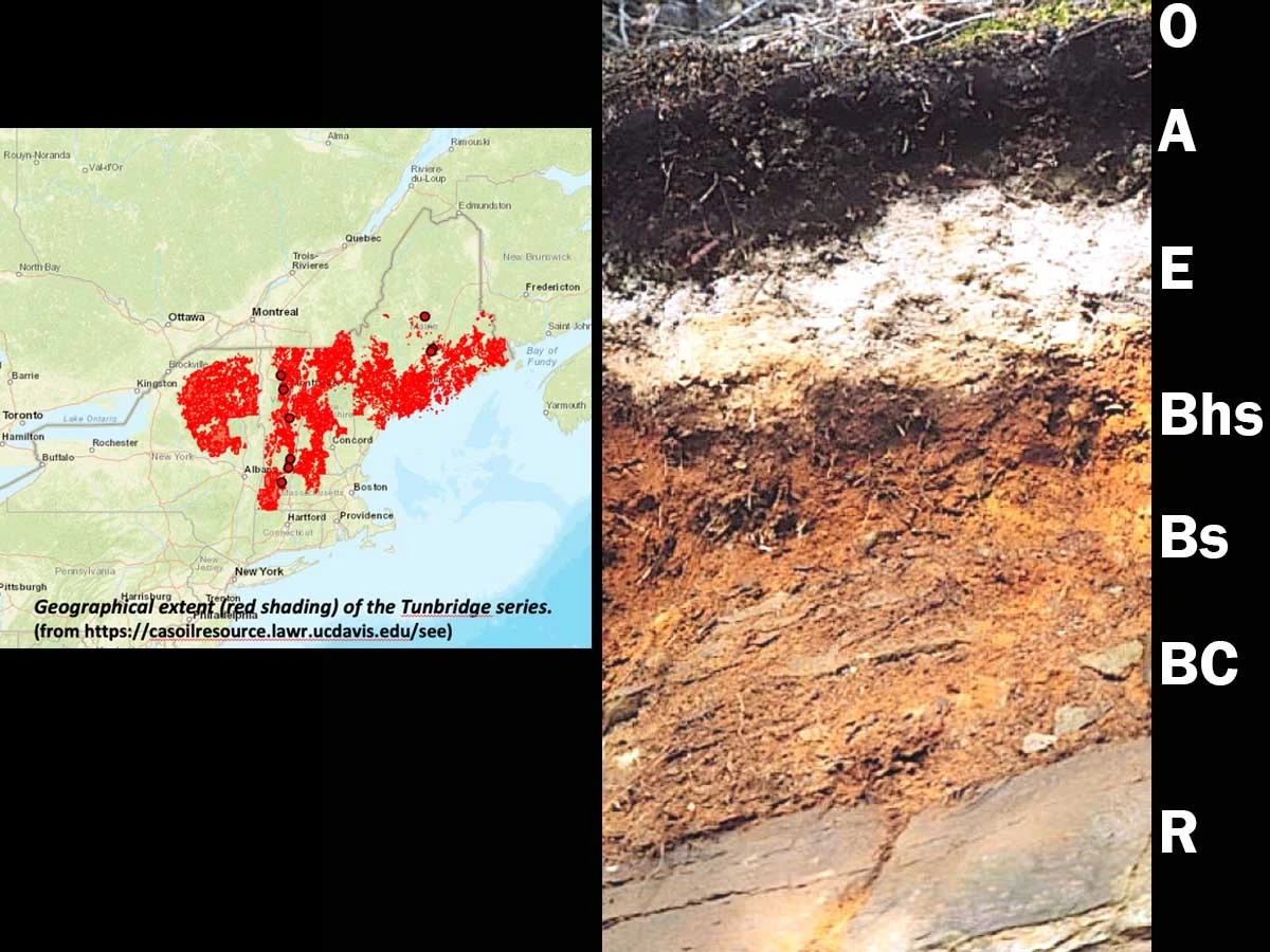 Typic haplorthod in Vermont of soils