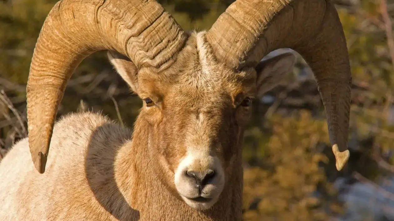 A bighorn ram.