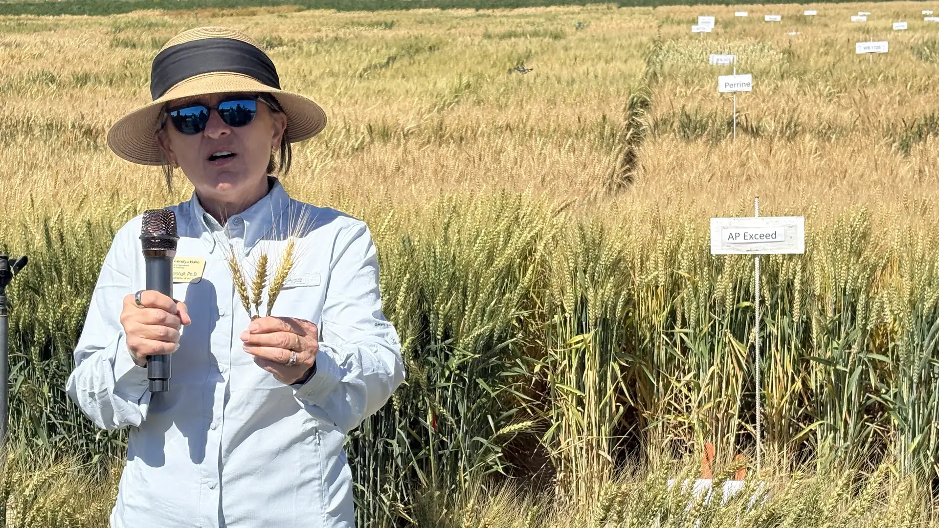  A woman stands in a field of grain, holding three wheat heads in her right hand and a microphone in her left hand.