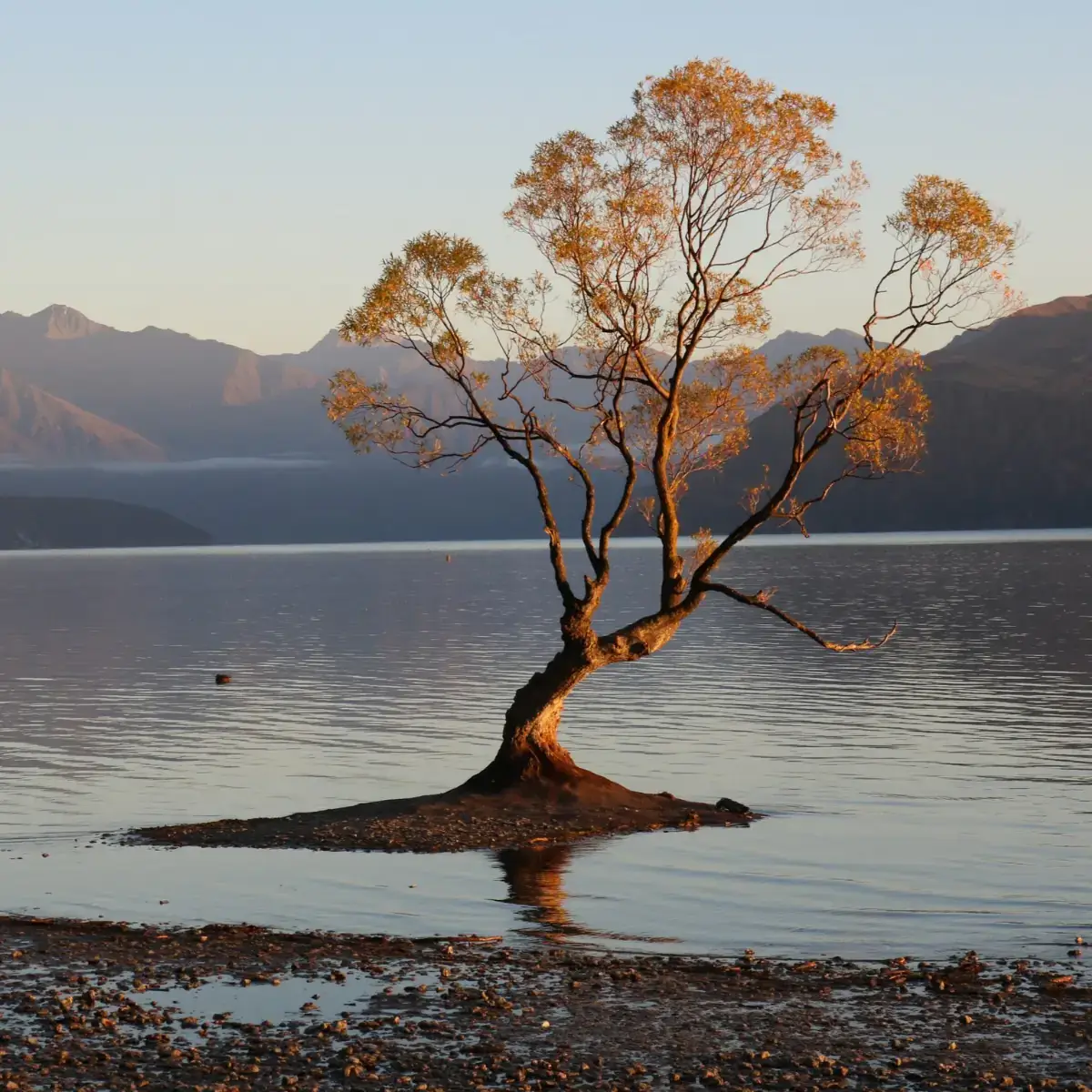 A tree growing off the shore of a lake.