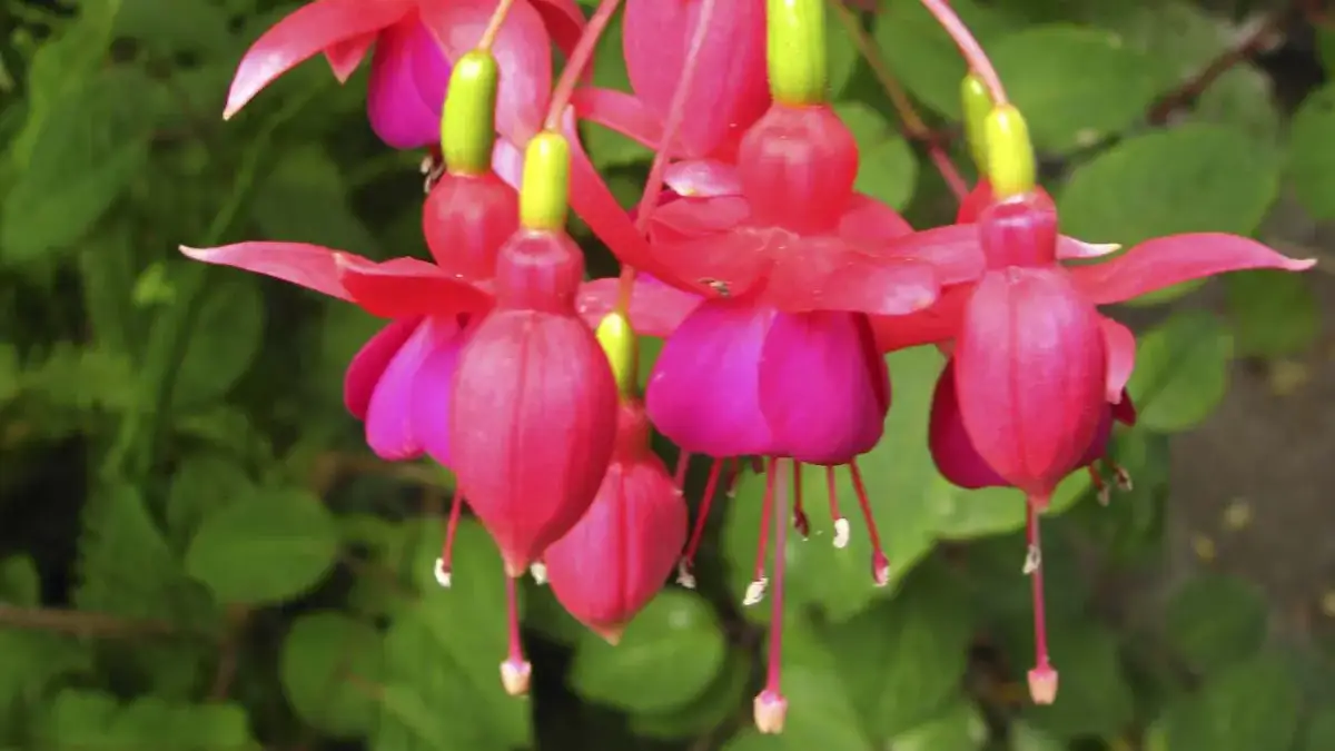 Herbaceous plants that are typically annuals