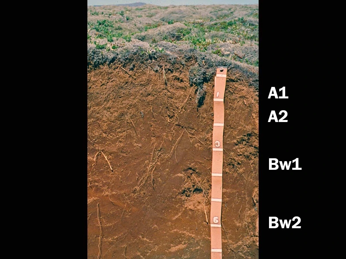 A photo of andisols that include a tape measure