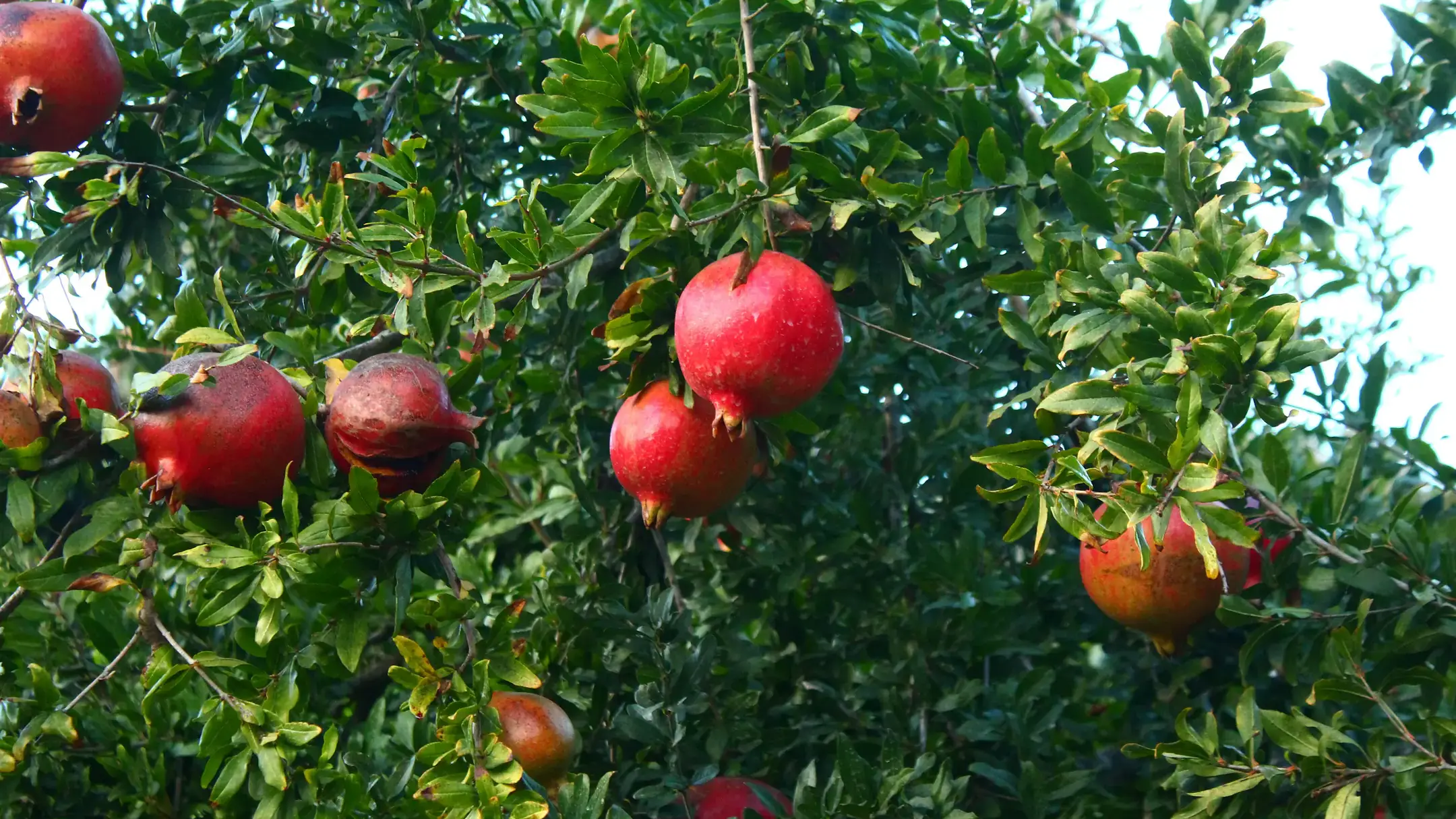 Landscapes and Gardens photosLandscapes and Gardens photos of pomegranates