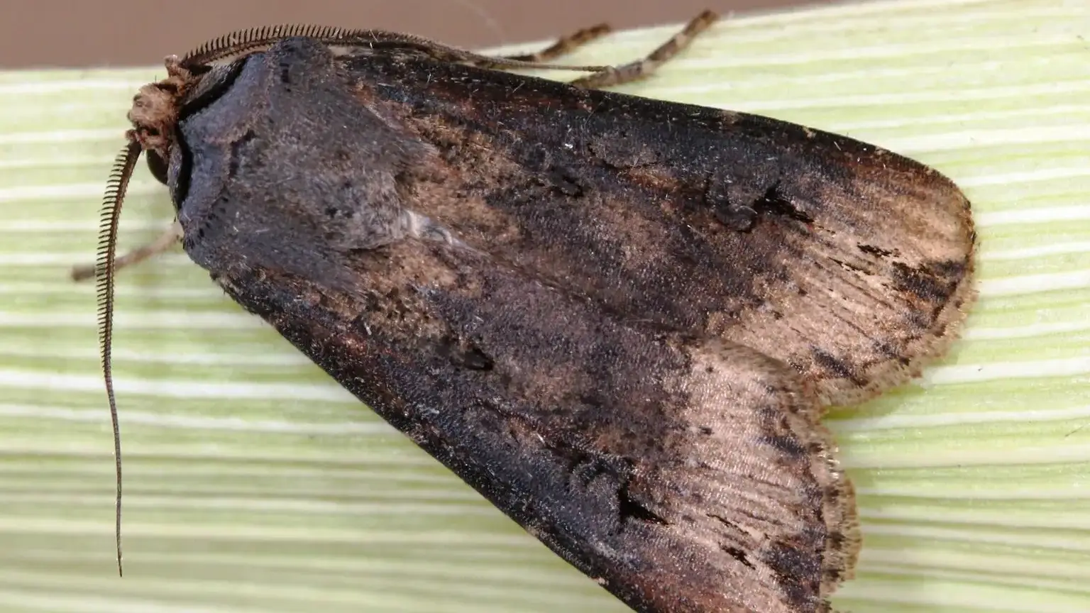 Pale western cutworm adult.
