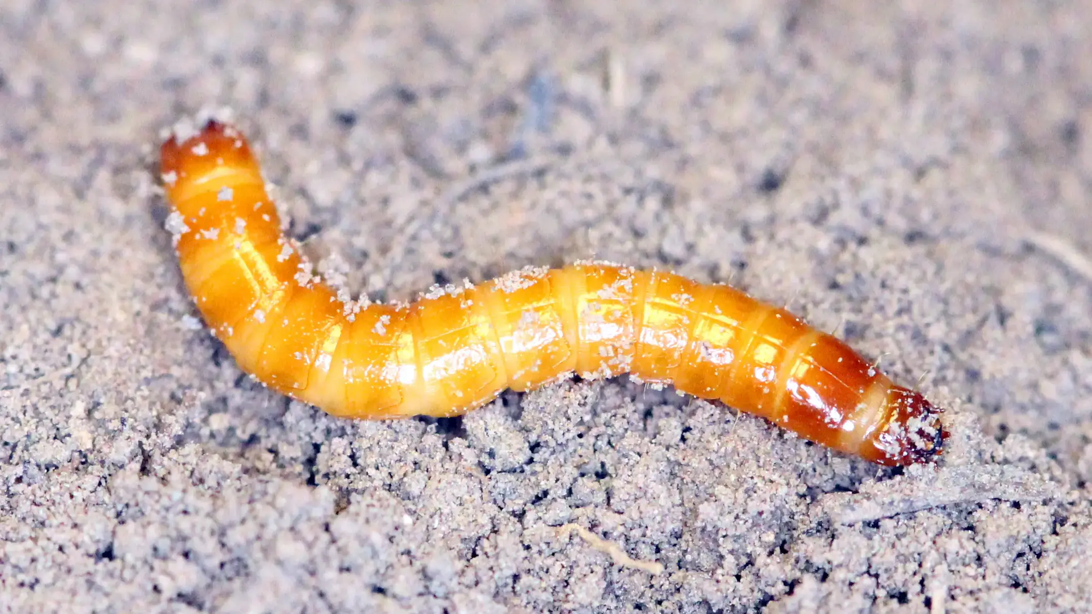 Wireworm larva.