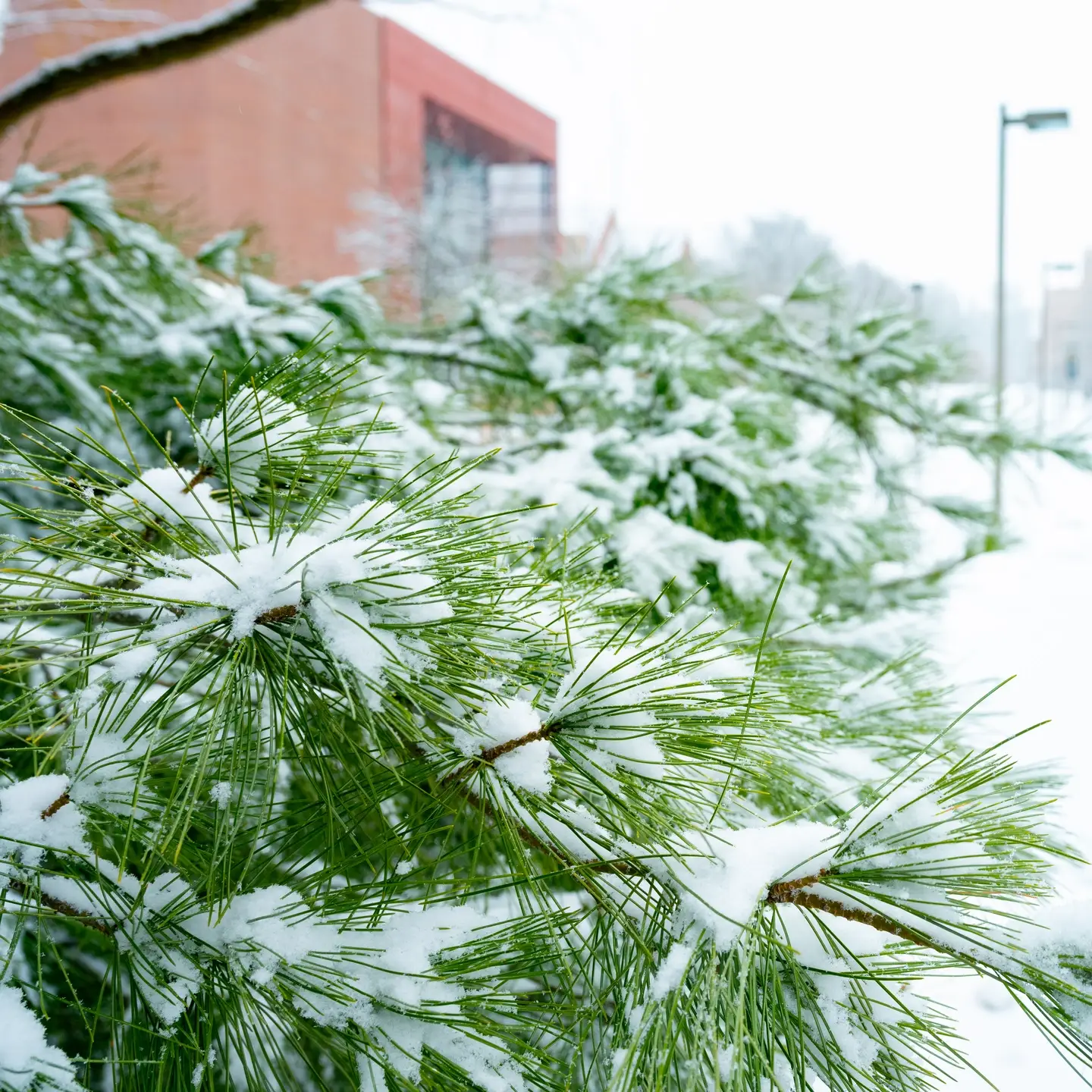 Students walking to class on first day of winter semester.