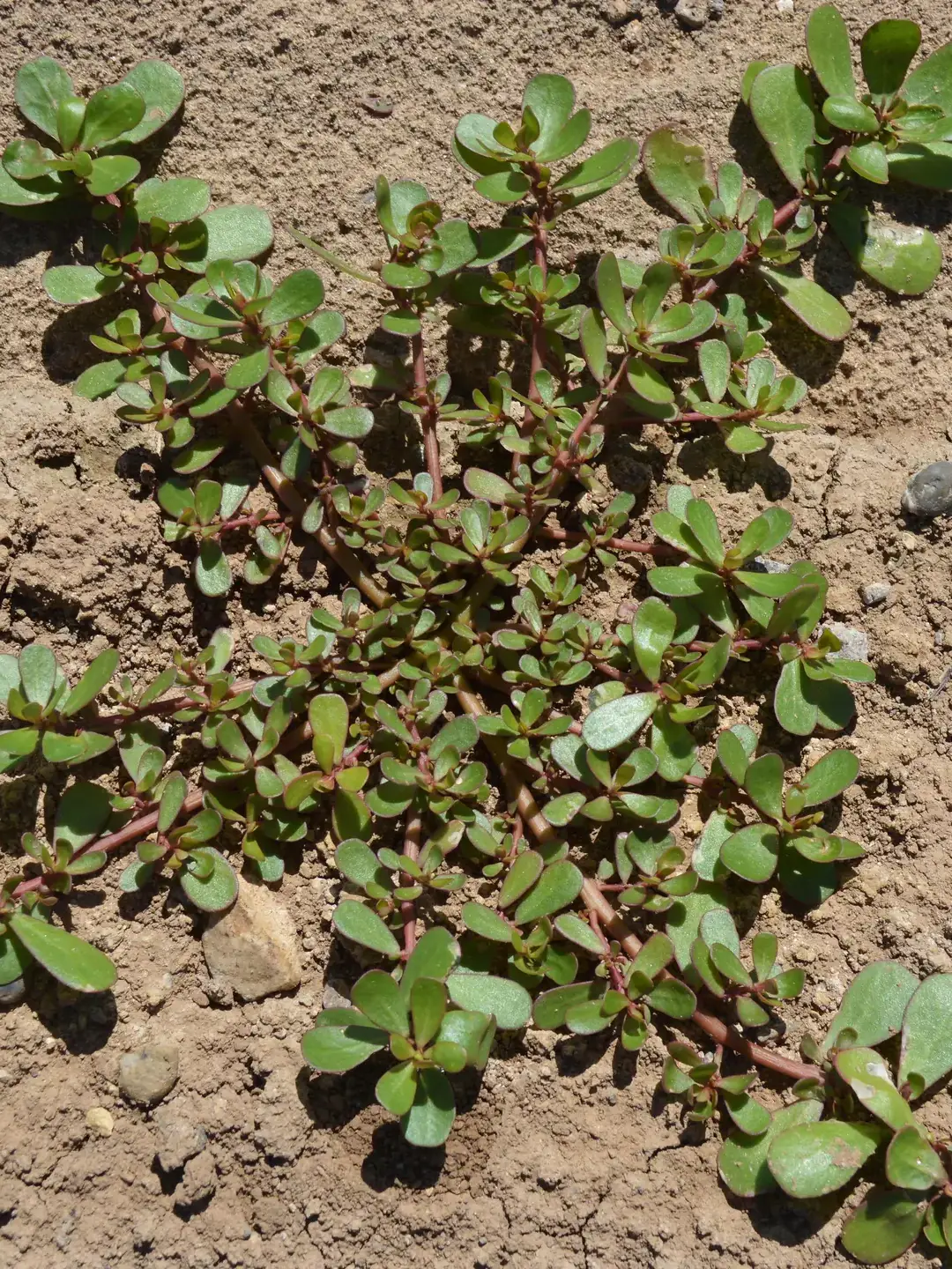 Close-up of common purslane growing on dry, sandy soil.