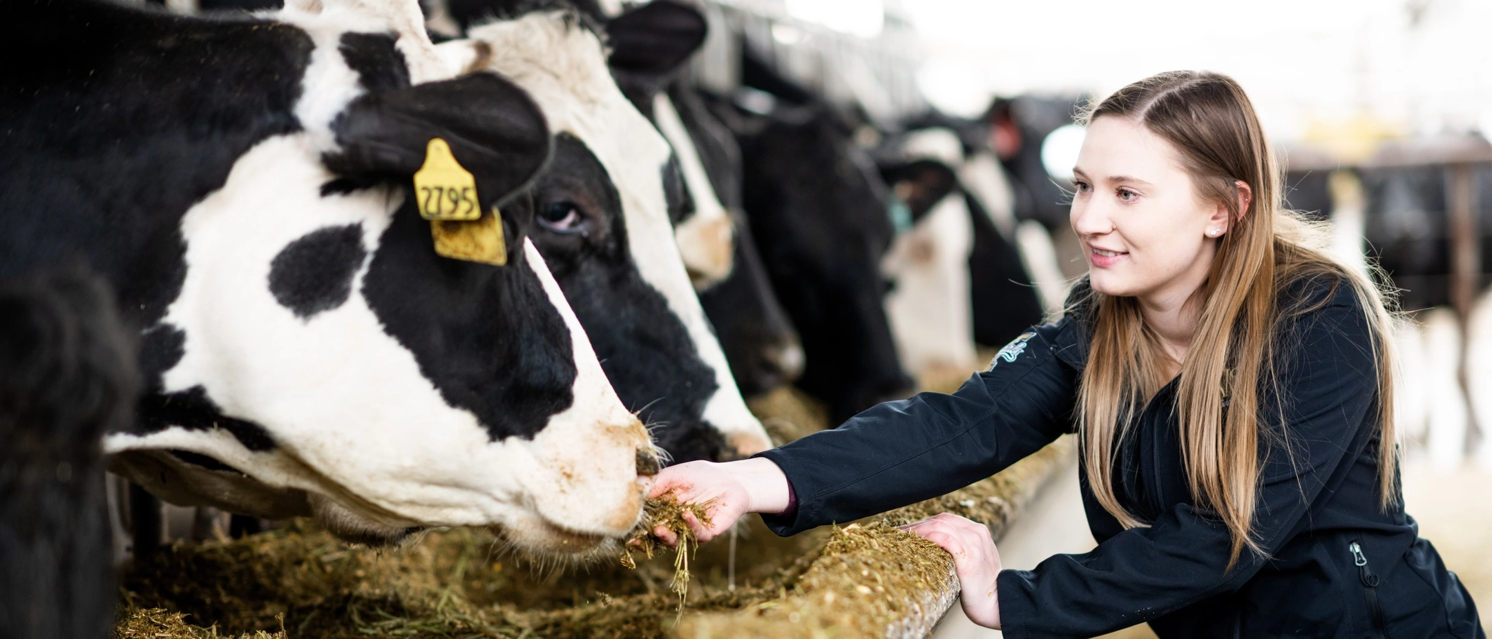 Student feature Ashly Anderson studies the effect of wildfire smoke on dairy cattle.