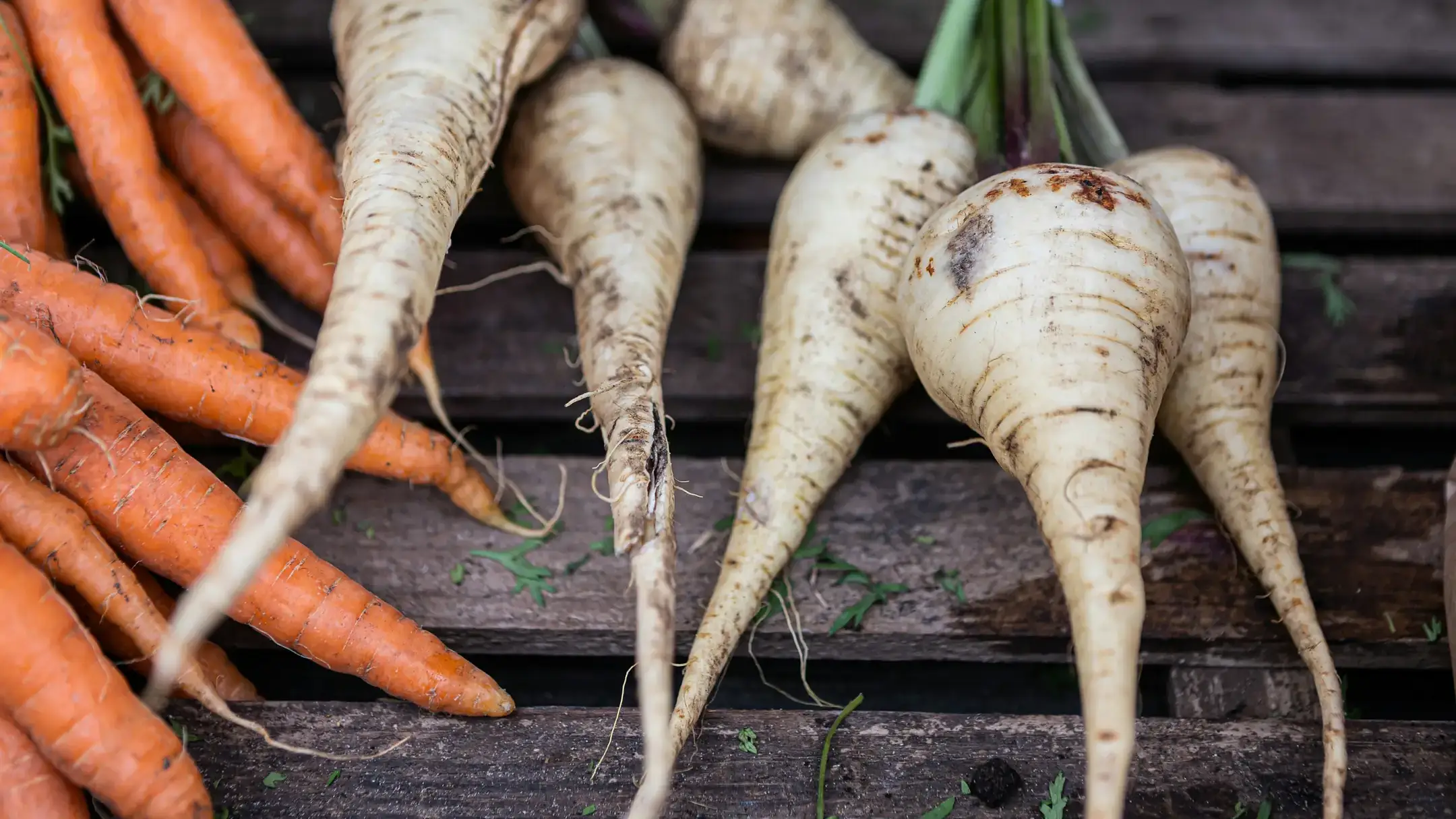 Landscapes and Gardens photos of carrots, parsnips and rutabagas