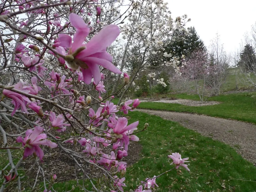 Pink and white blossoms on trees next to an arboretum path
