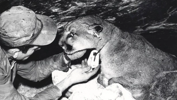 Maurice Hornocker and a mountain lion with a marking device