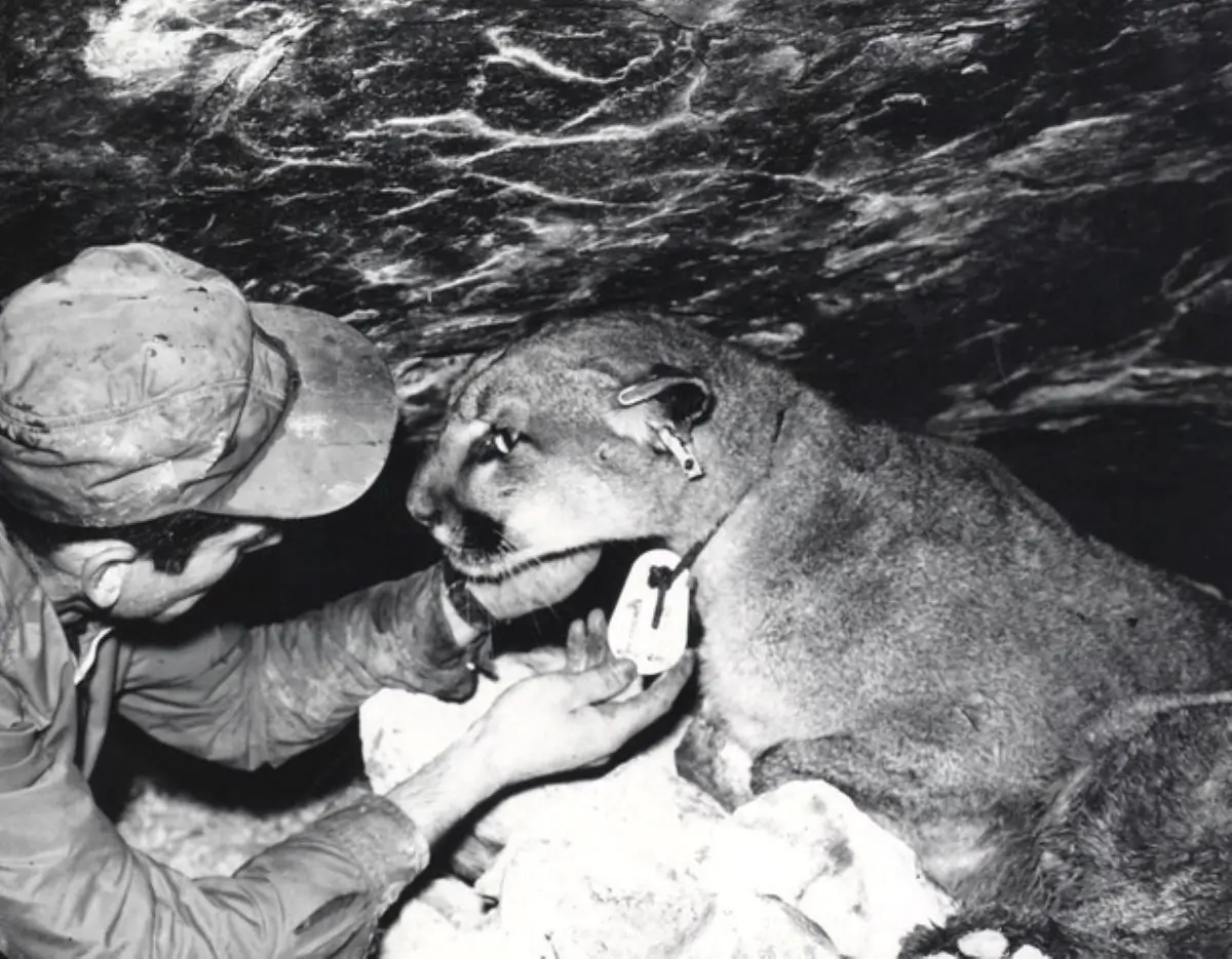 Maurice Hornocker and a mountain lion with a marking device