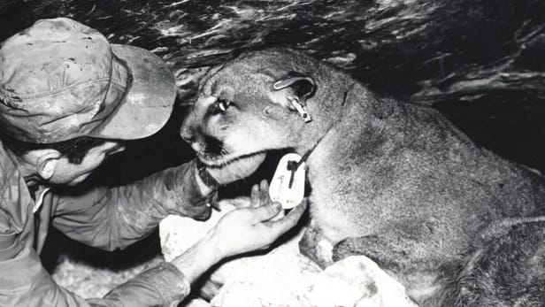 Maurice Hornocker and a mountain lion with a marking device