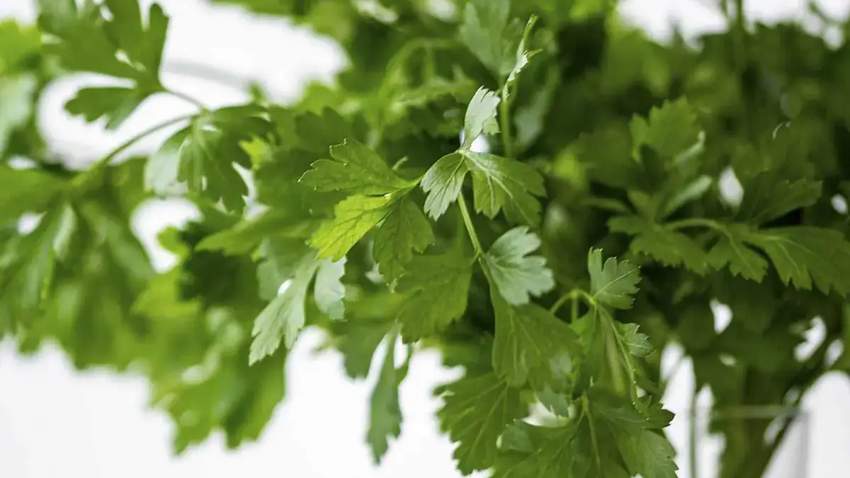 Landscapes and Gardens photos