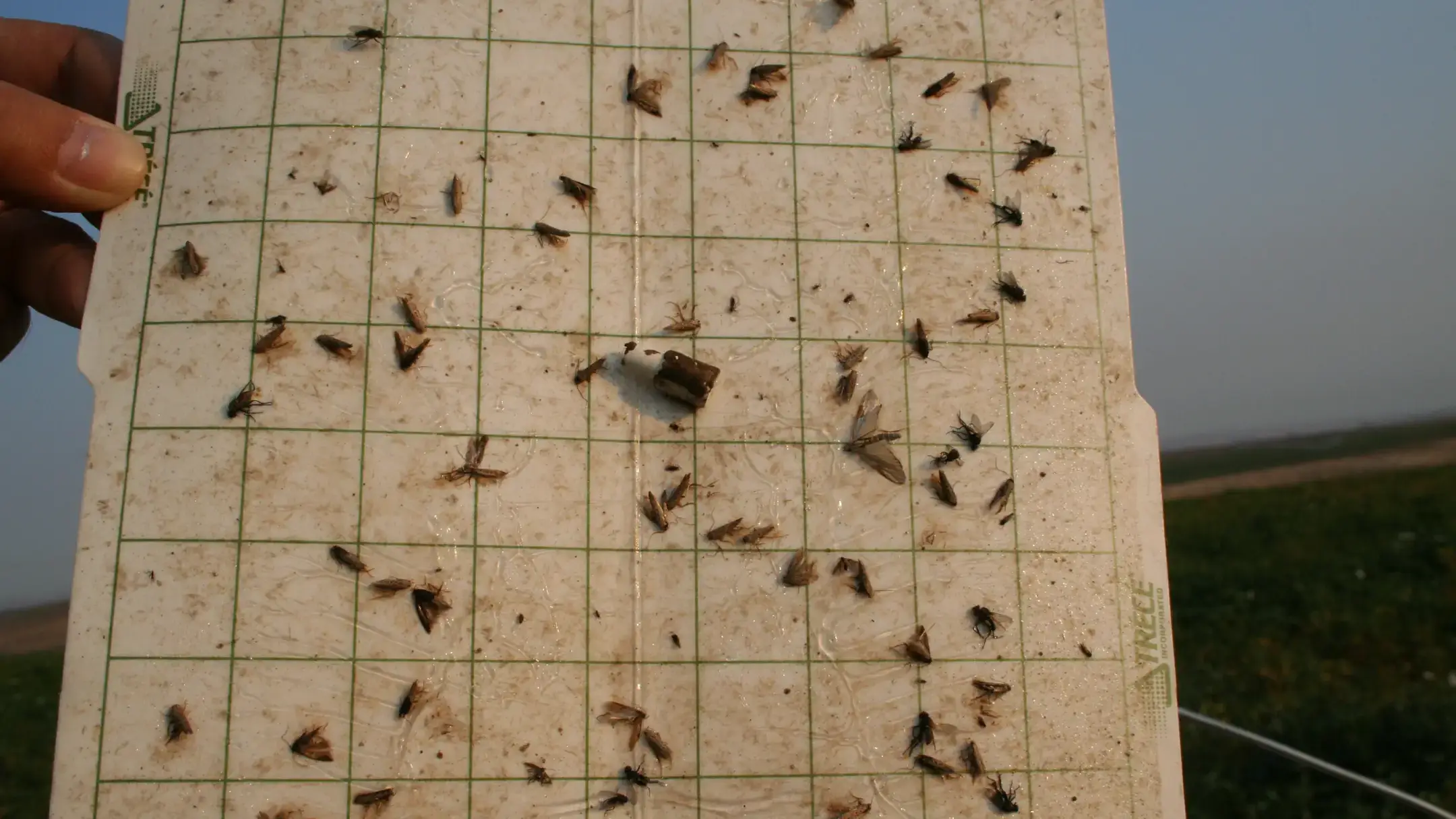 Pheromone-baited sticky traps can be used to monitor adult potato tuberworms.