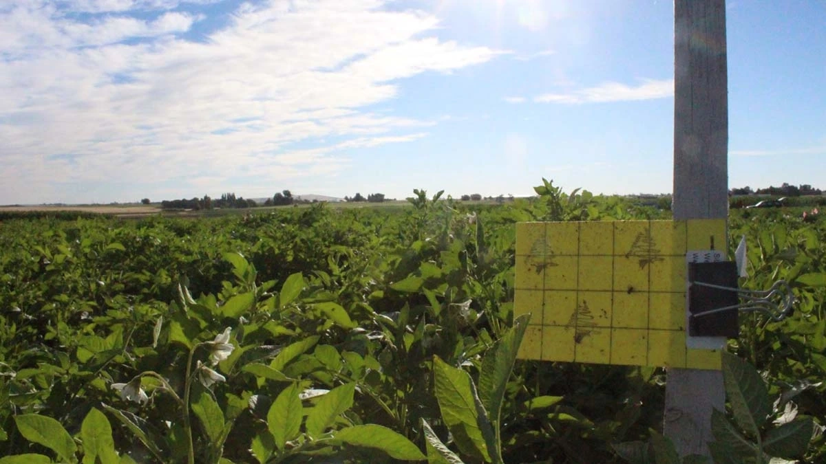 yellow sticky traps to monitor adults