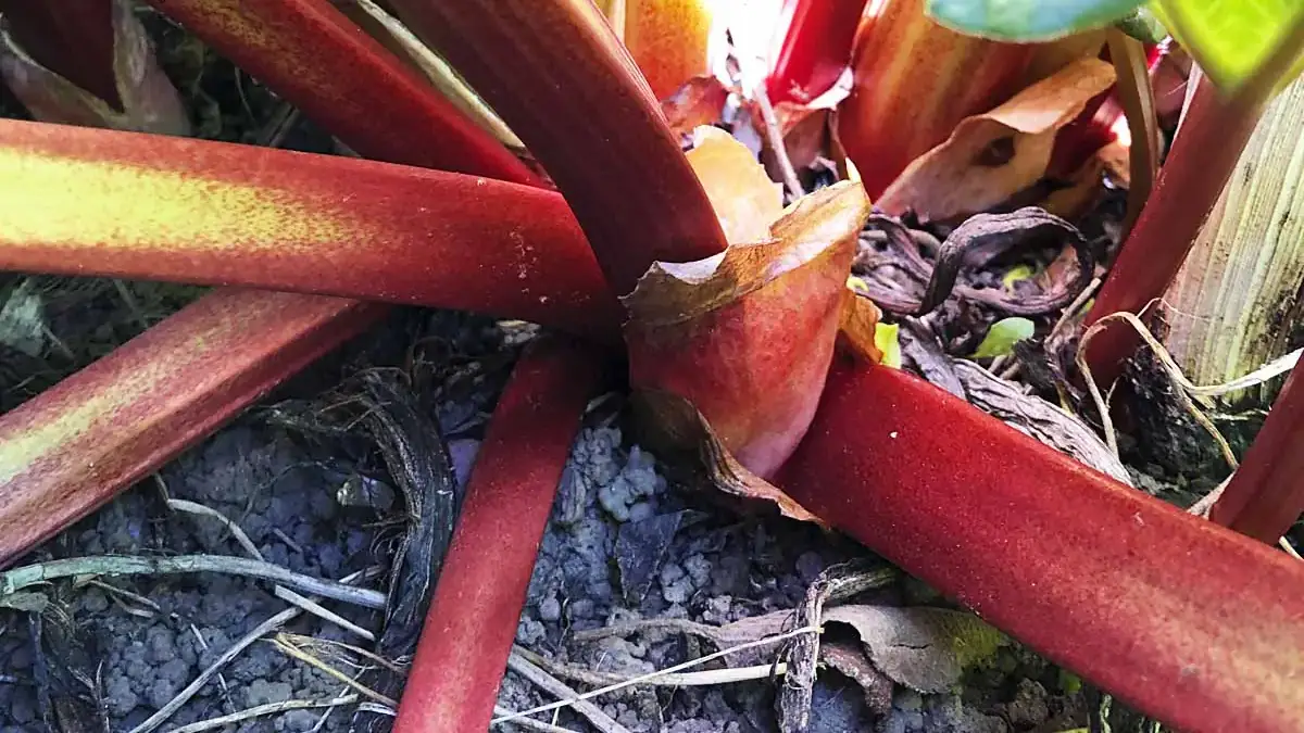 Landscapes and Gardens photos