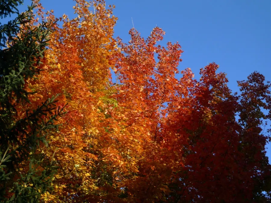 Brilliant red and orange leaves on tall Norwegian sunset maple trees