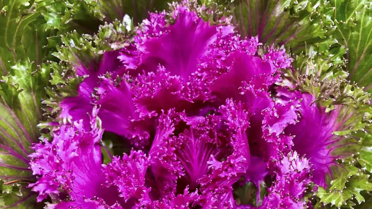 Herbaceous plants that are typically annuals